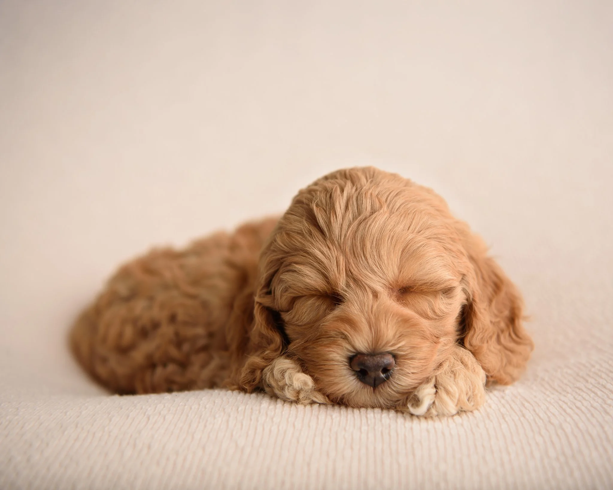 Australian labradoodle puppy for sale