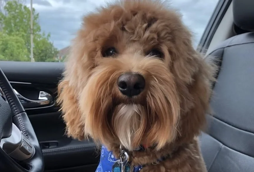 Image 26-02-2026 at 08.52.jpeg