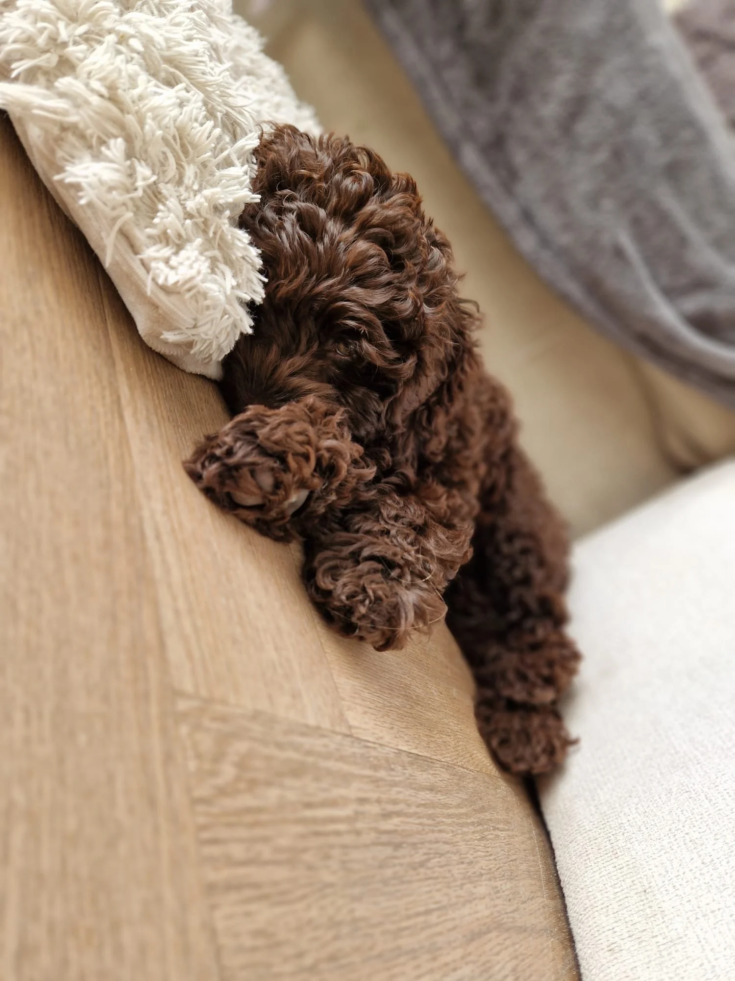 A curly-haired brown Australian labradoodle puppy sleeping 