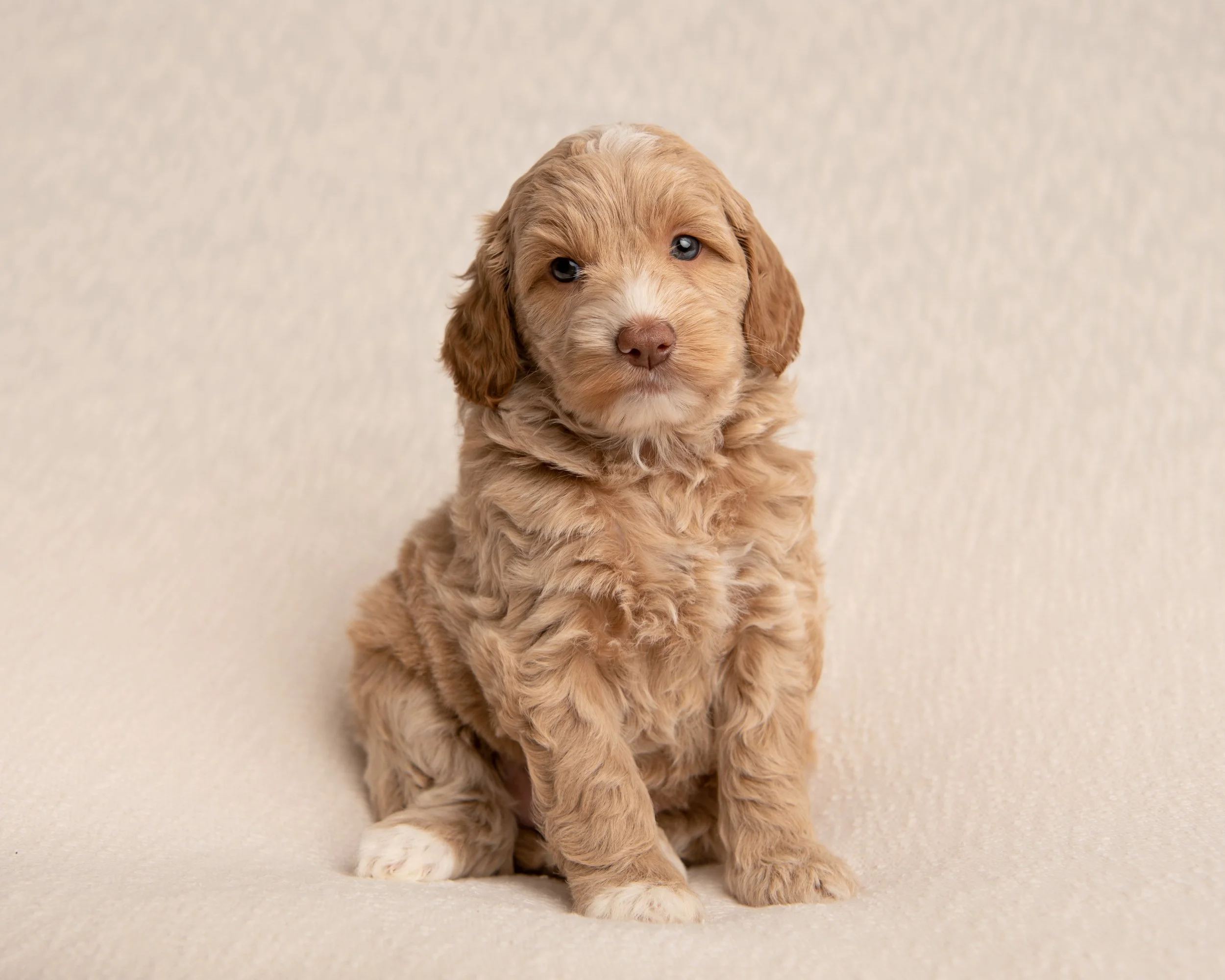 A cute, light brown curly-haired puppy sitting on a beige surface against a plain beige background.