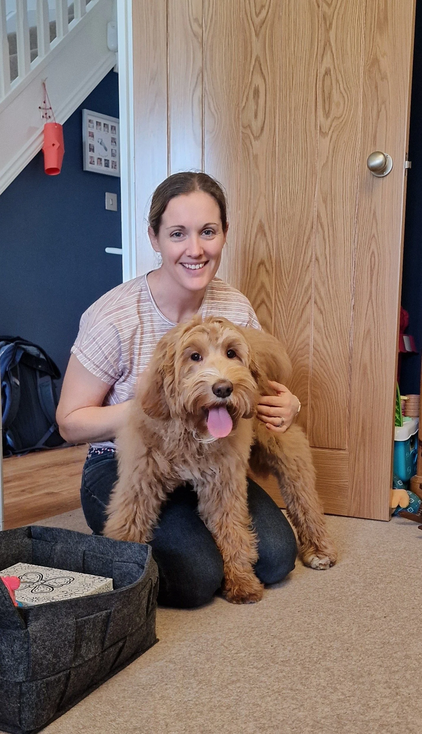  Australian labradoodle 