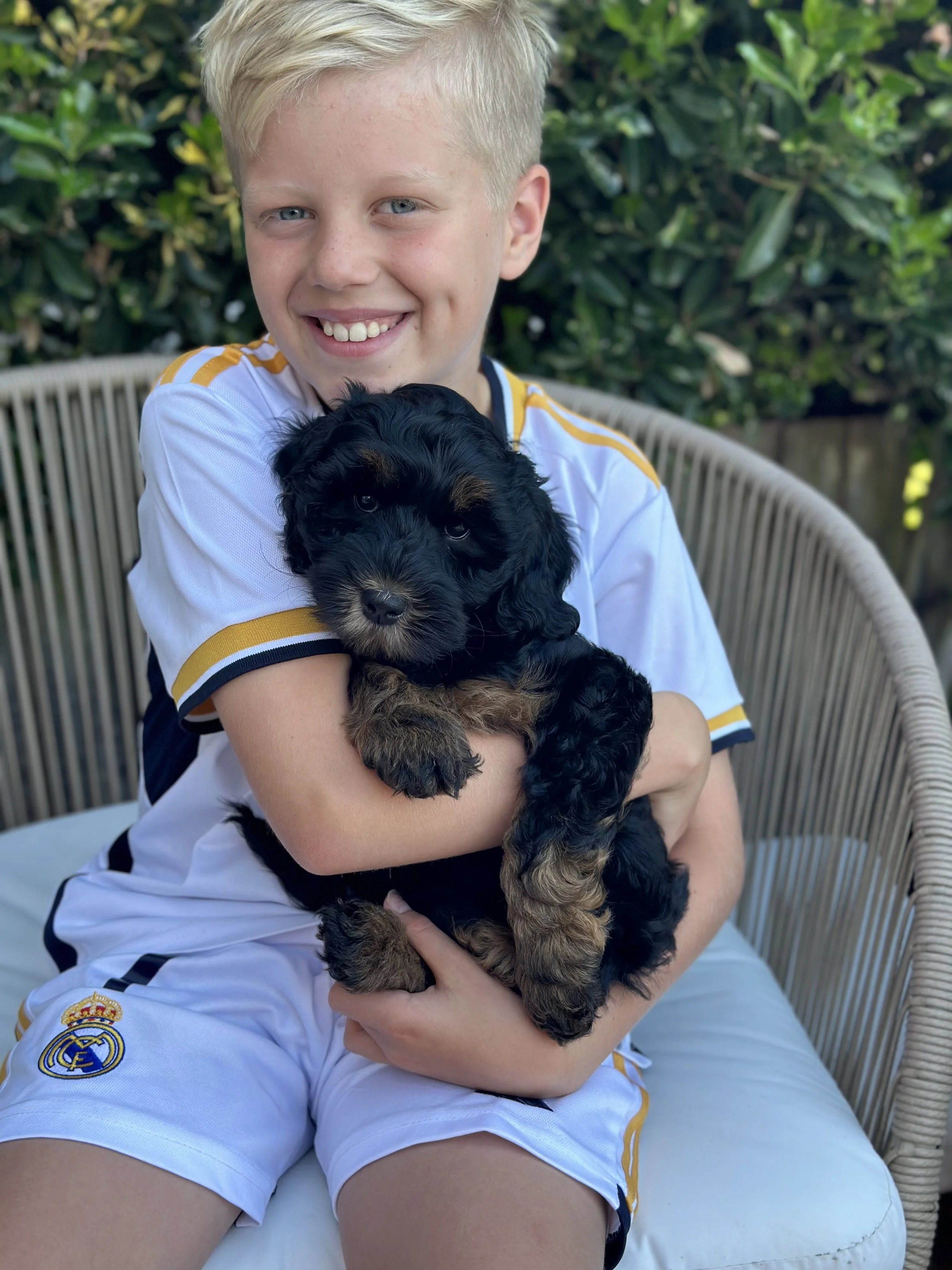 Phantom black and tan puppy. Australian labradoodle uk