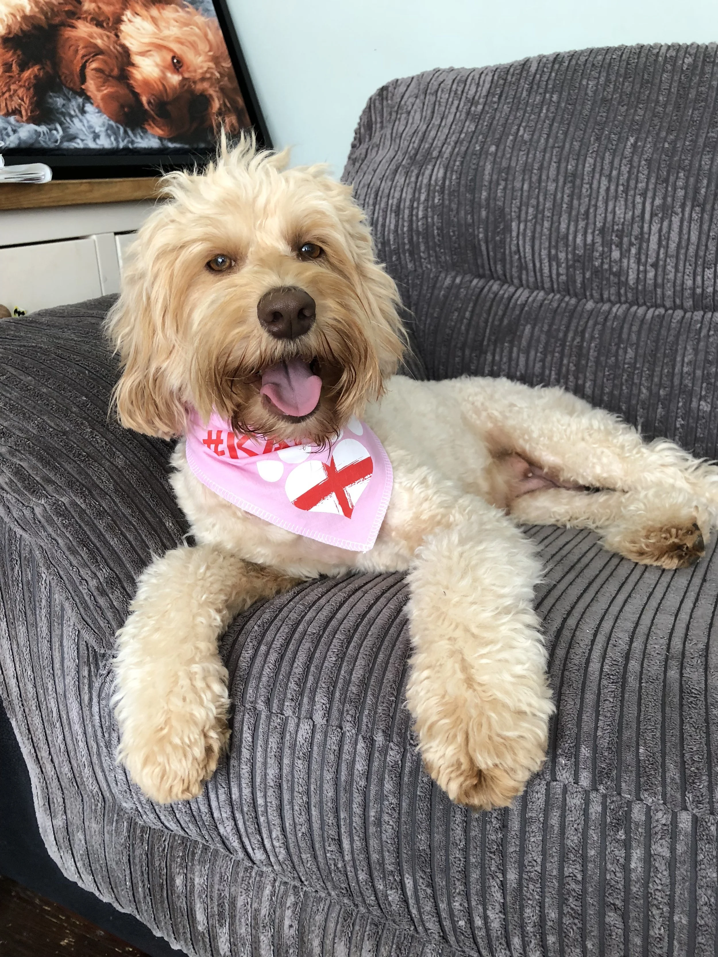 Australian labradoodle