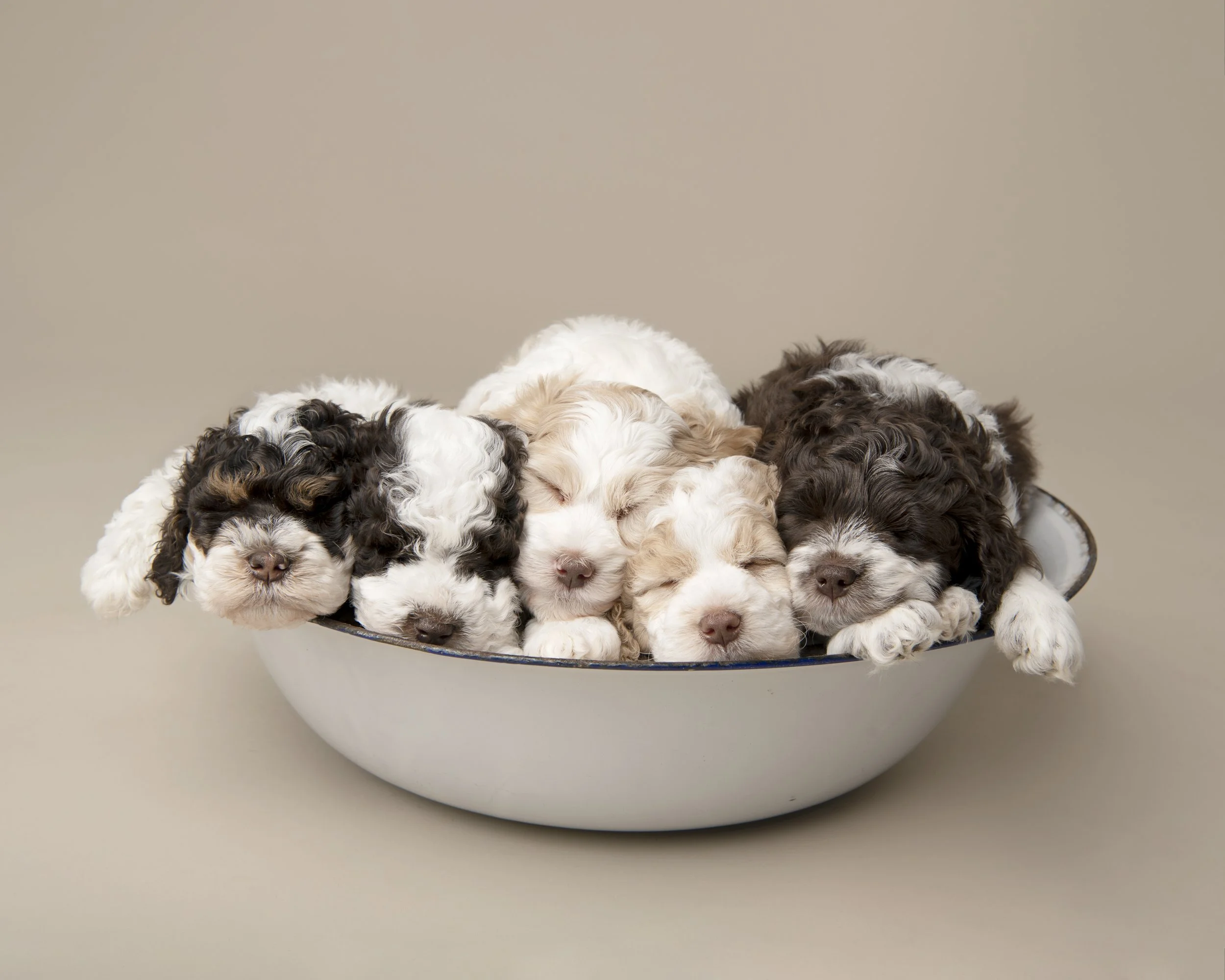 parti  Australian labradoodle