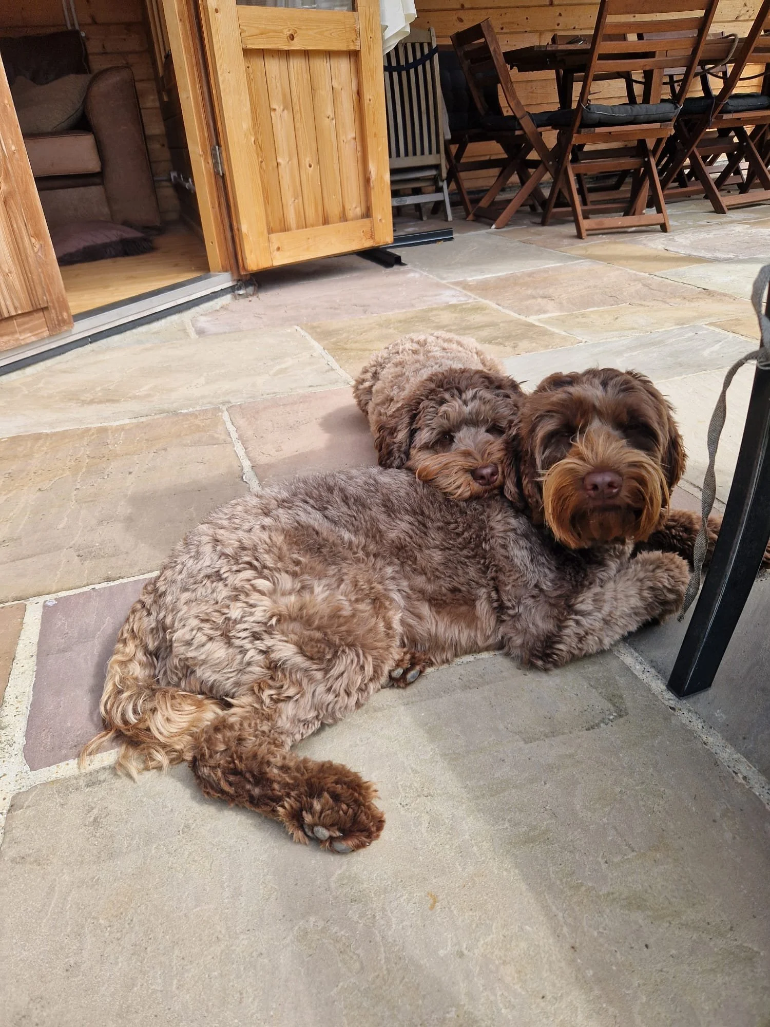 Two curly-coated brown dogs lying on a stone patio, resting against a black patio table leg.