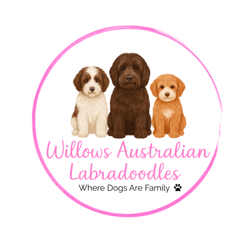 Willows Australian Labradoodles 