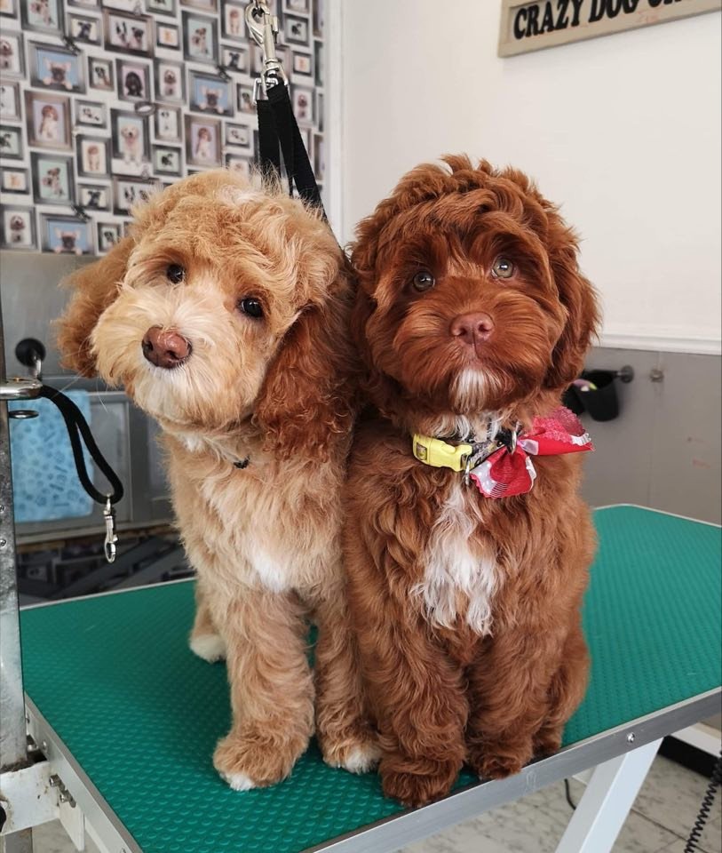 Two adorable brown doodle puppies sitting on a grooming table with a green surface, at a pet grooming salon, with a wall filled with photo frames in the background.