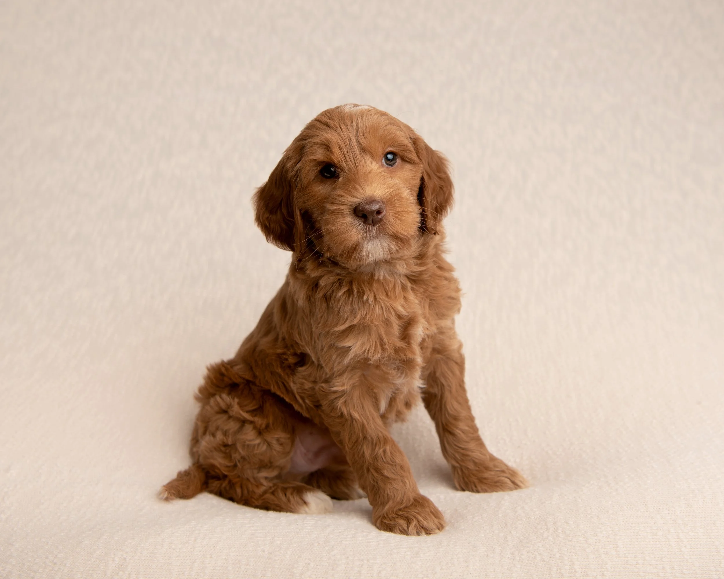 red Australian labradoodle puppy