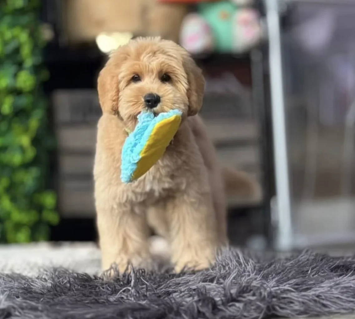 Image 25-02-2026 at 22.45 (1).jpg