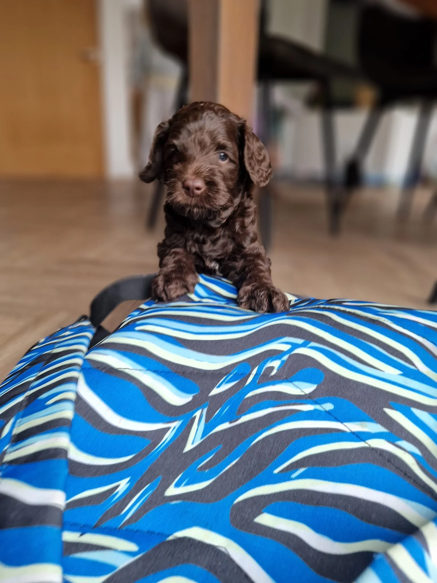 8 week old Australian labradoodle puppy uk  