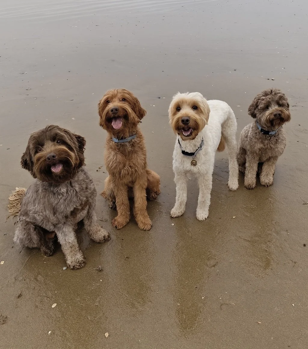 Four dogs sitting on the beach sand near the water, looking at the camera with happy expressions.
