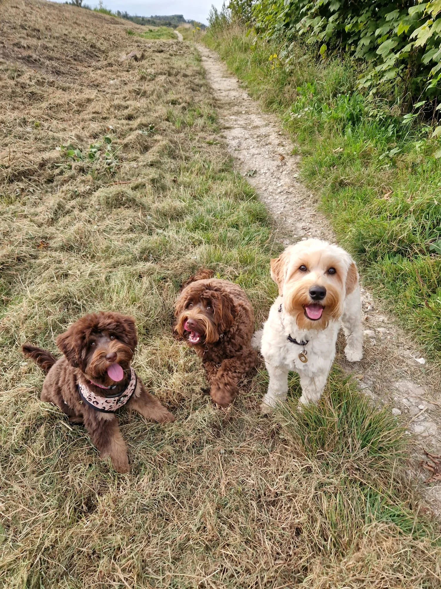Three dogs sitting on a dirt path surrounded by grass and greenery, with an open trail ahead.