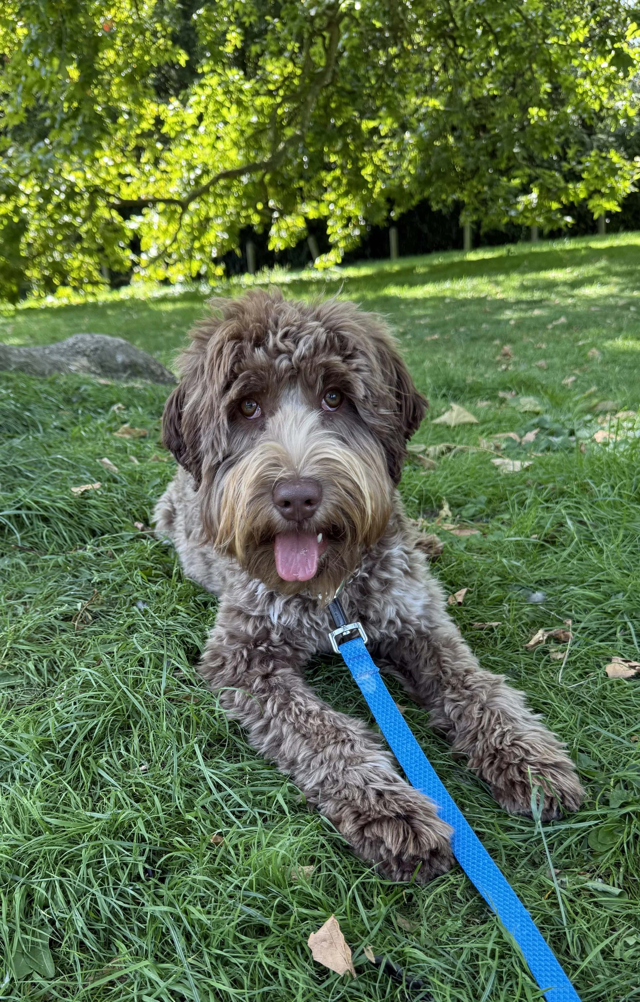 roan  Australian labradoodle
