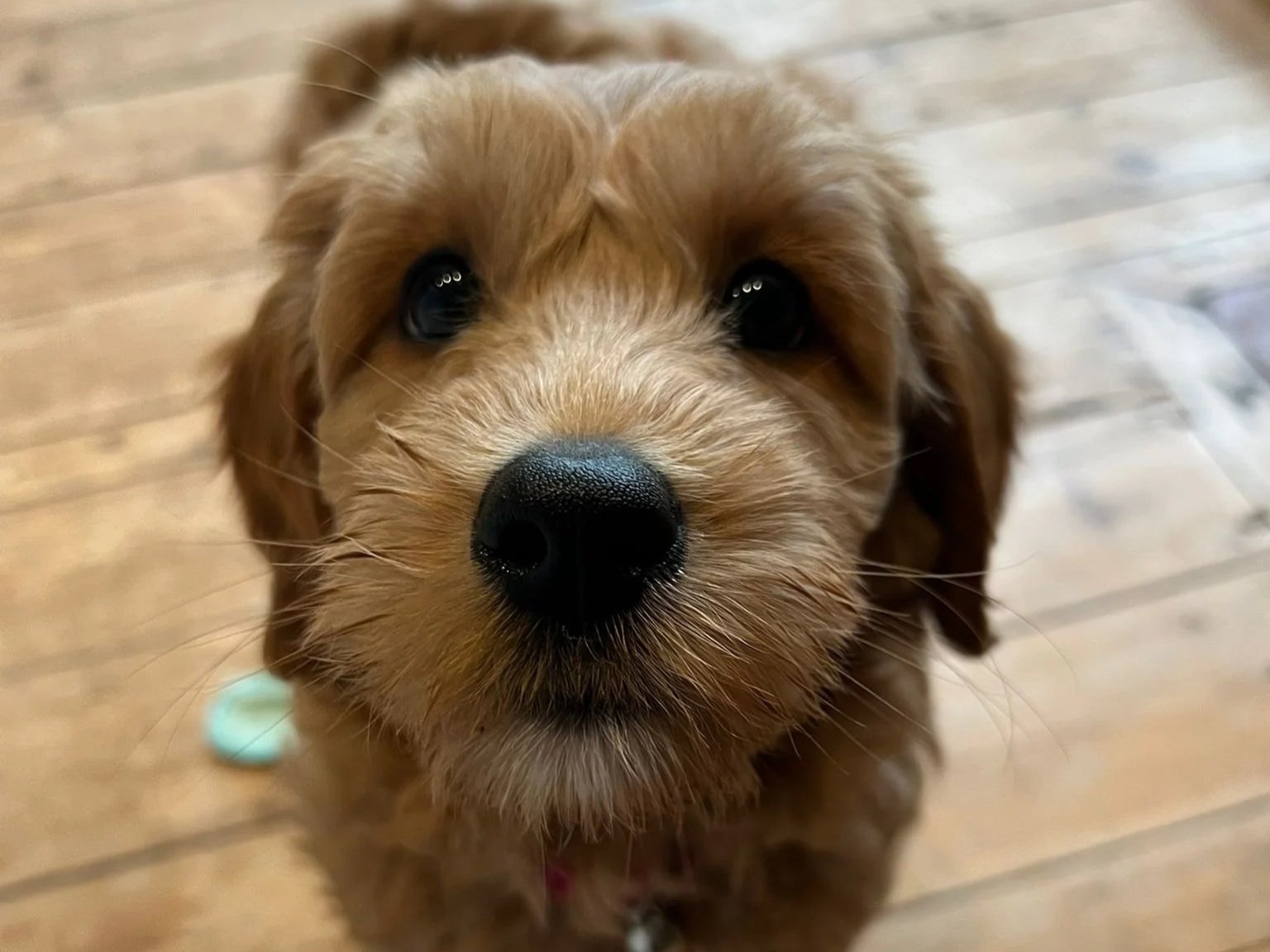 Australian labradoodle puppies