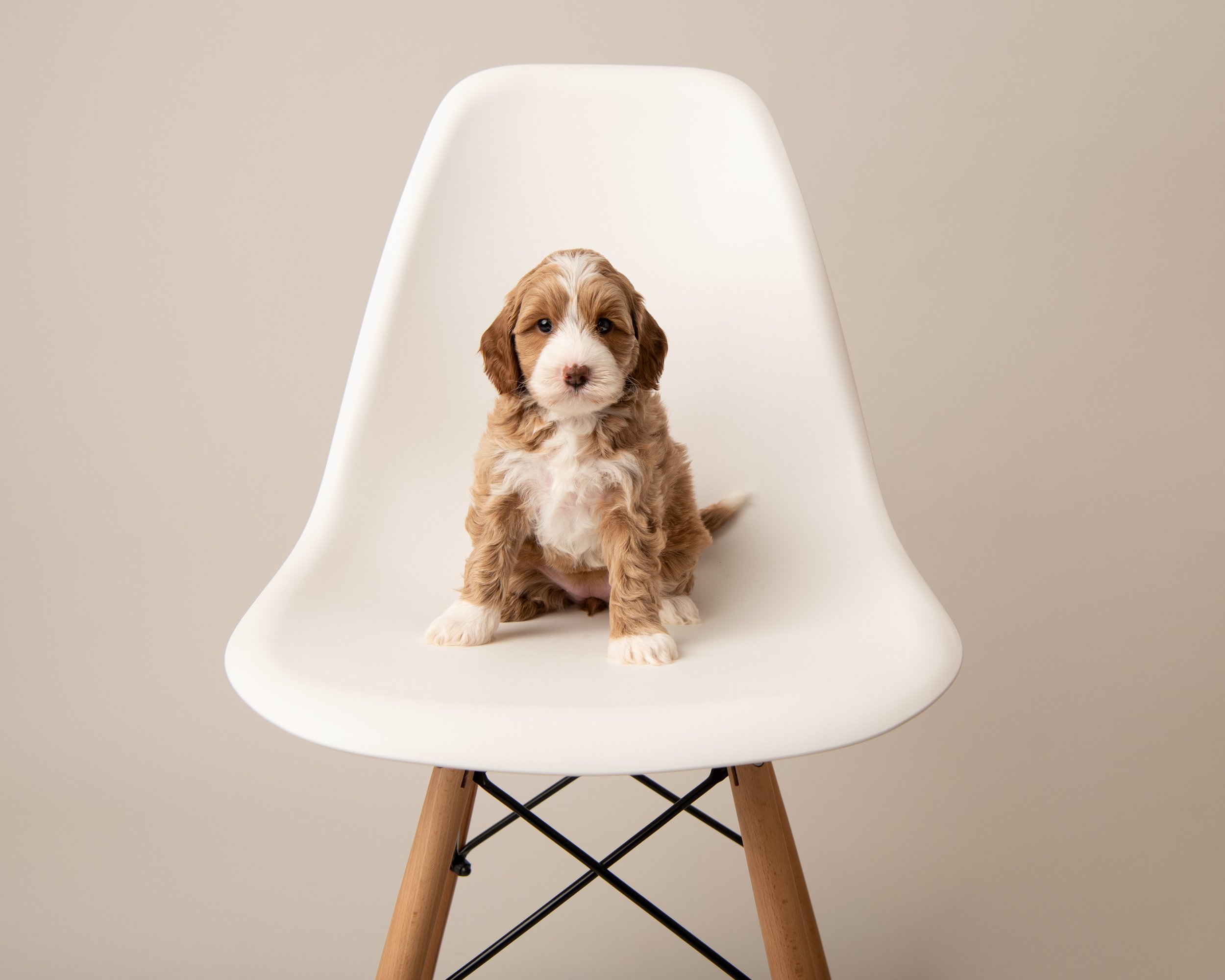 red & white  Australian labradoodle puppy