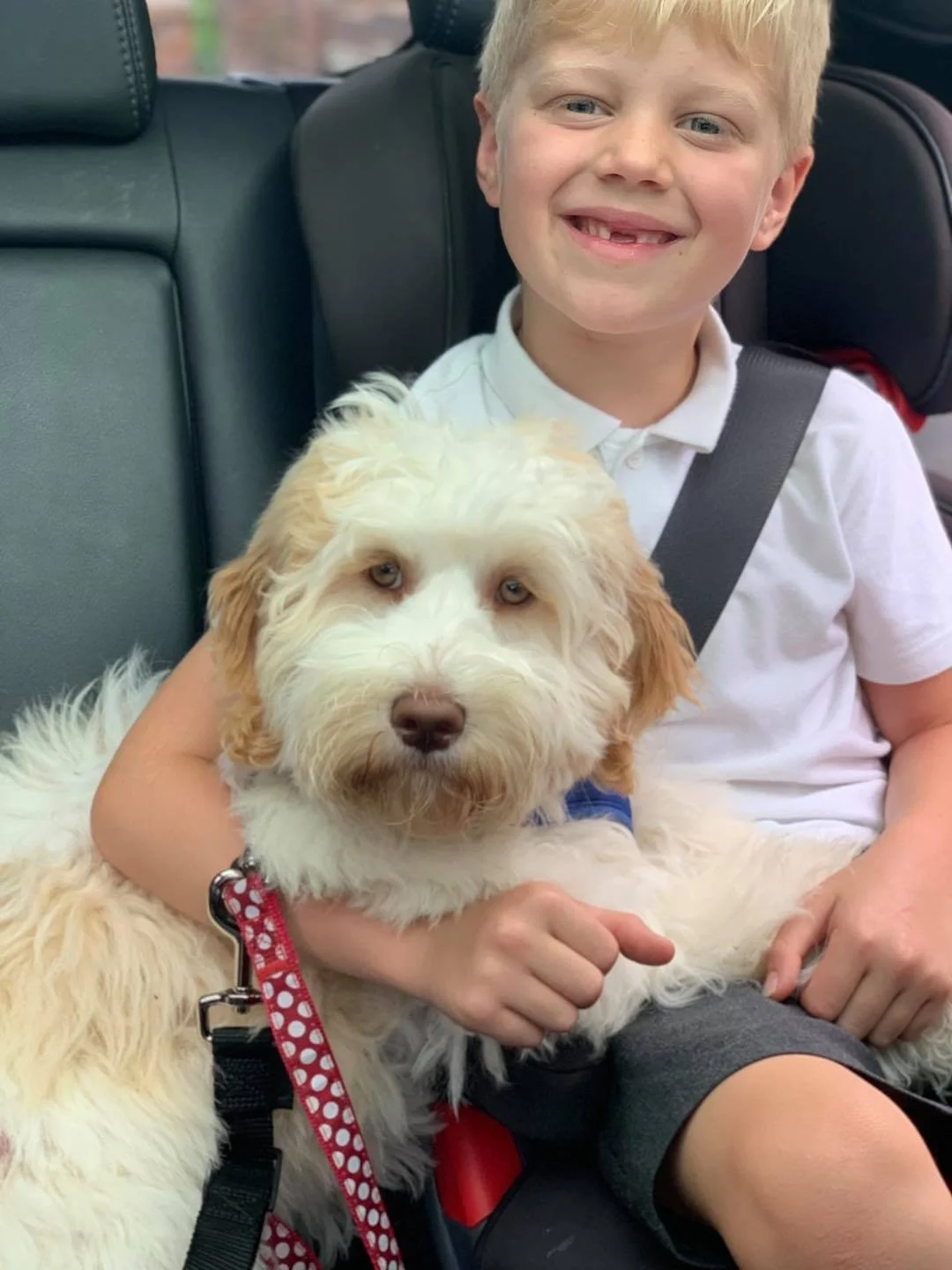 A young boy with blonde hair sitting in a car seat, smiling, holding a fluffy white dog with light brown ears and blue eyes.