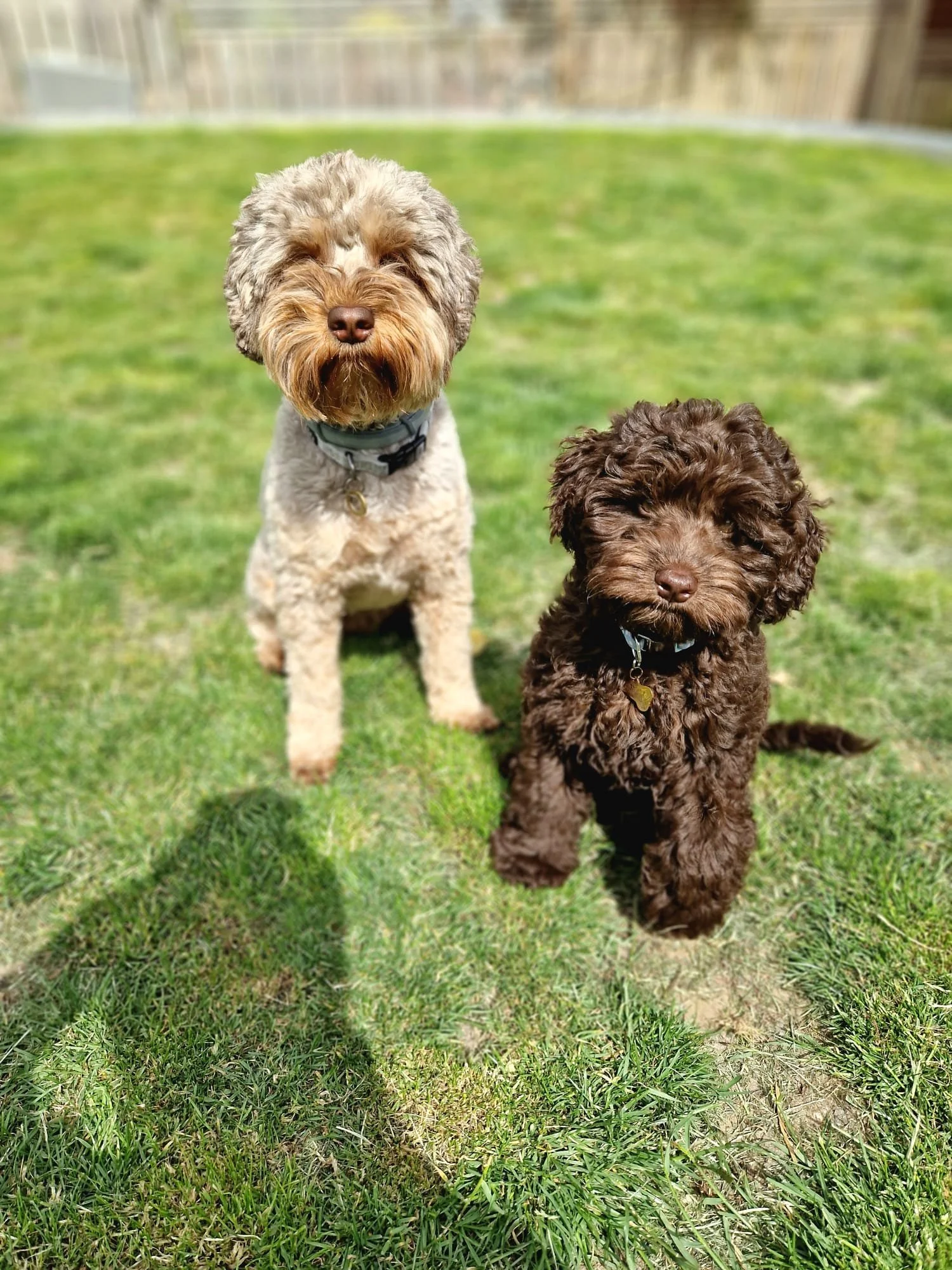 chocolate Australian labradoodle puppy