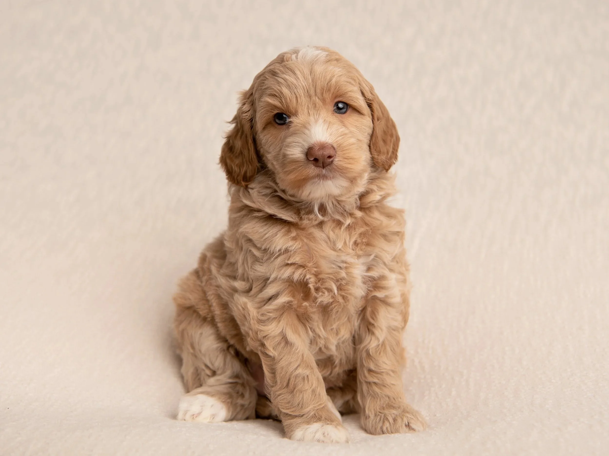 willows Australian labradoodle