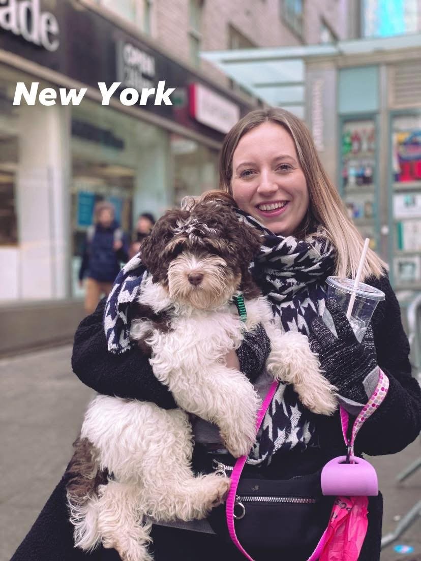 Australian labradoodle parti puppy