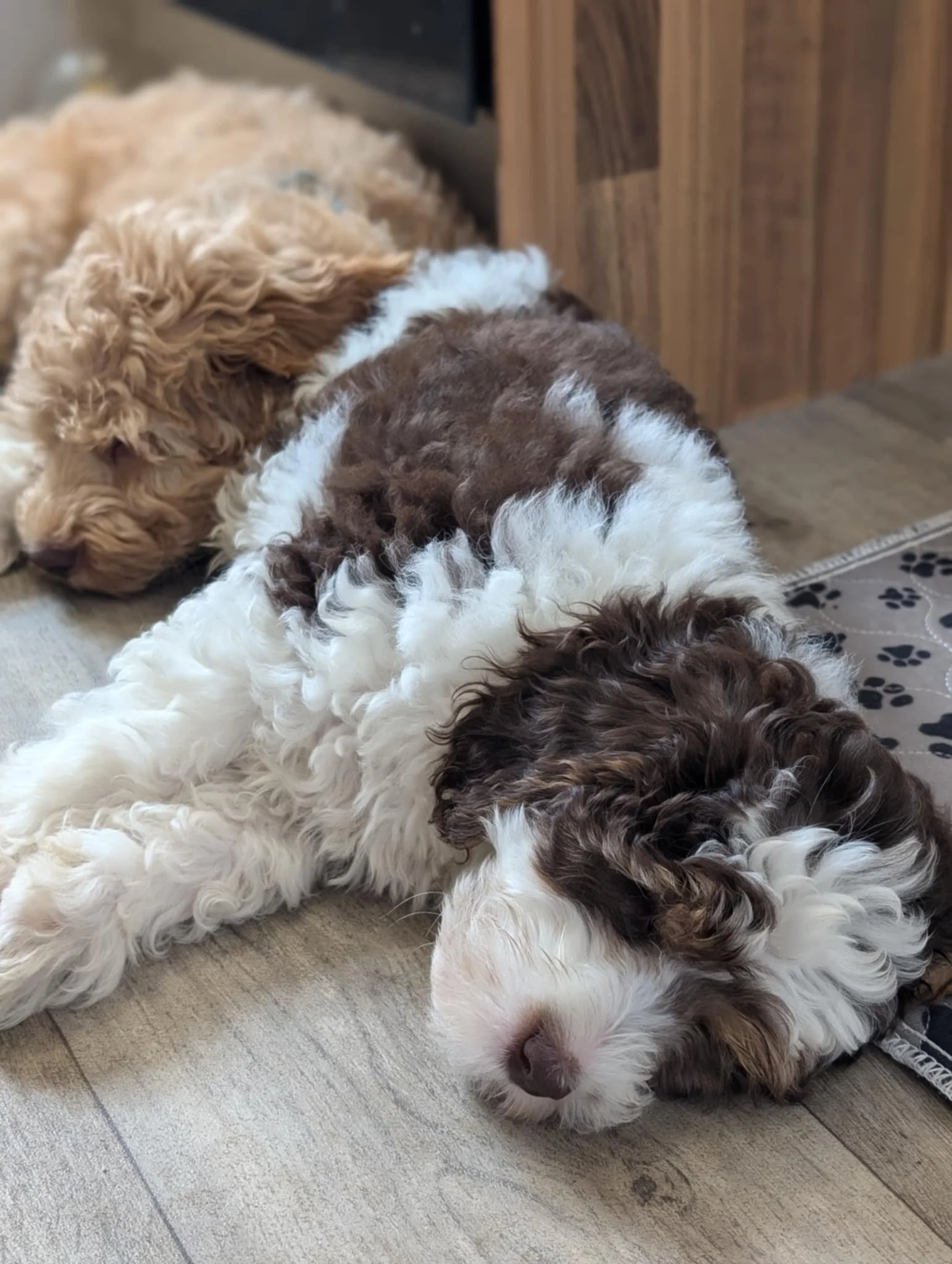 Phantom Australian labradoodle puppy
