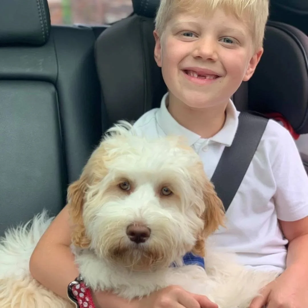 therapy  Australian labradoodle puppy