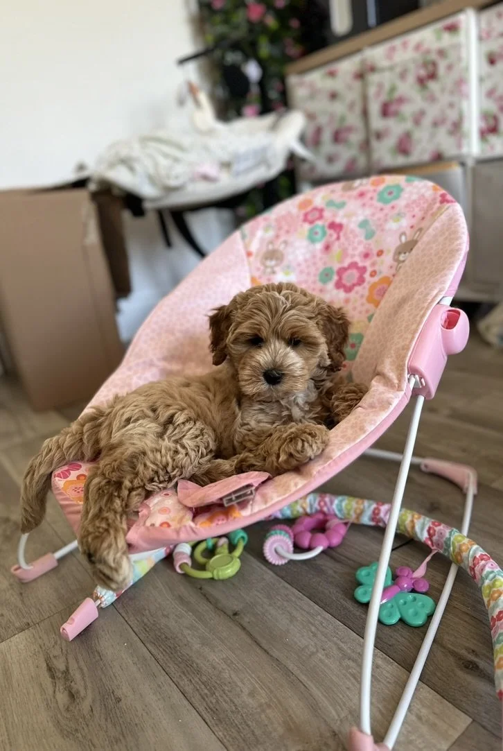 A brown curly-haired puppy lying on a pink baby bouncer with floral patterns, on a wooden floor, surrounded by colorful baby toys.