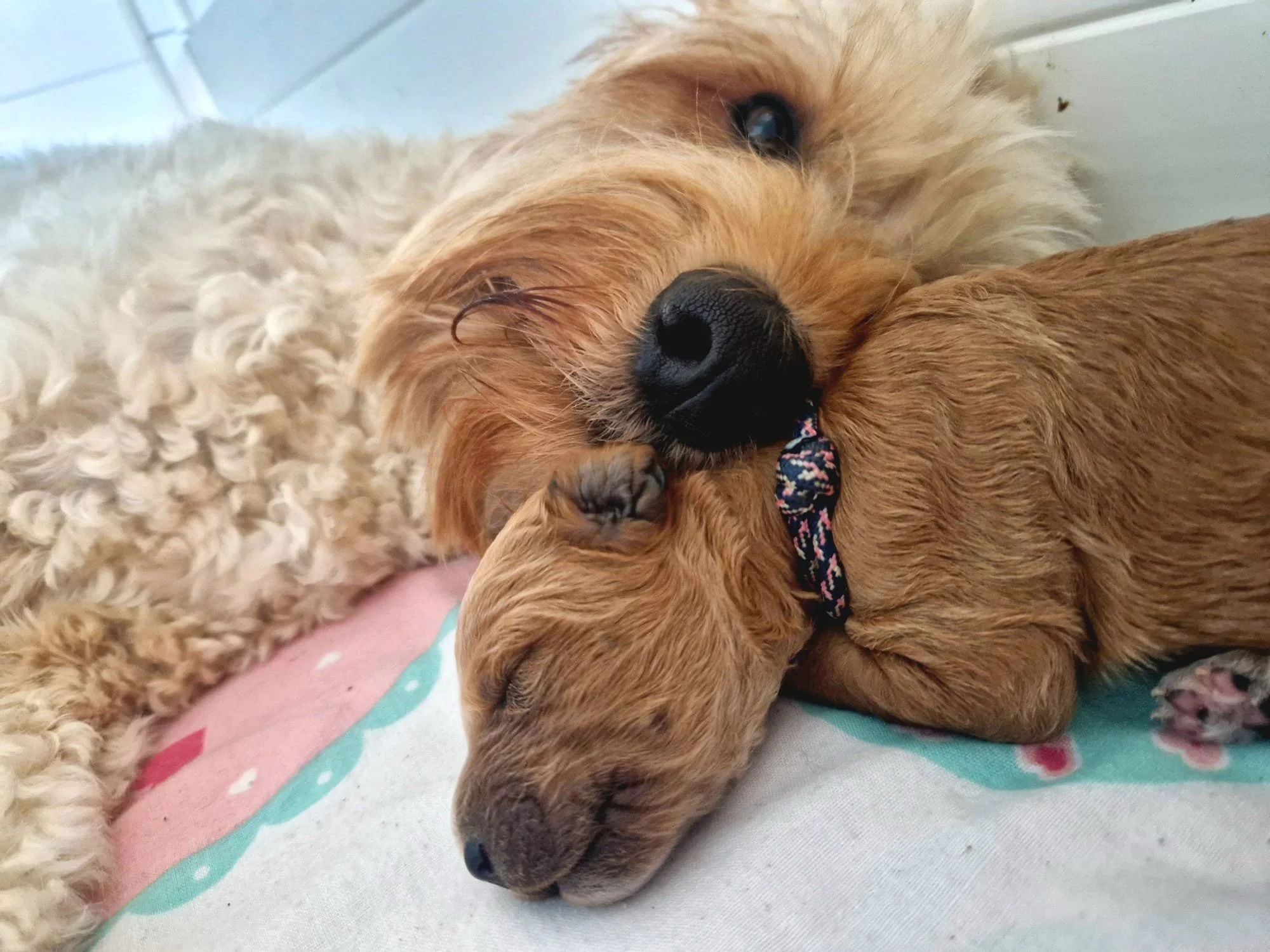 A fluffy golden dog and a small brown puppy cuddle and sleep together on a blanket.