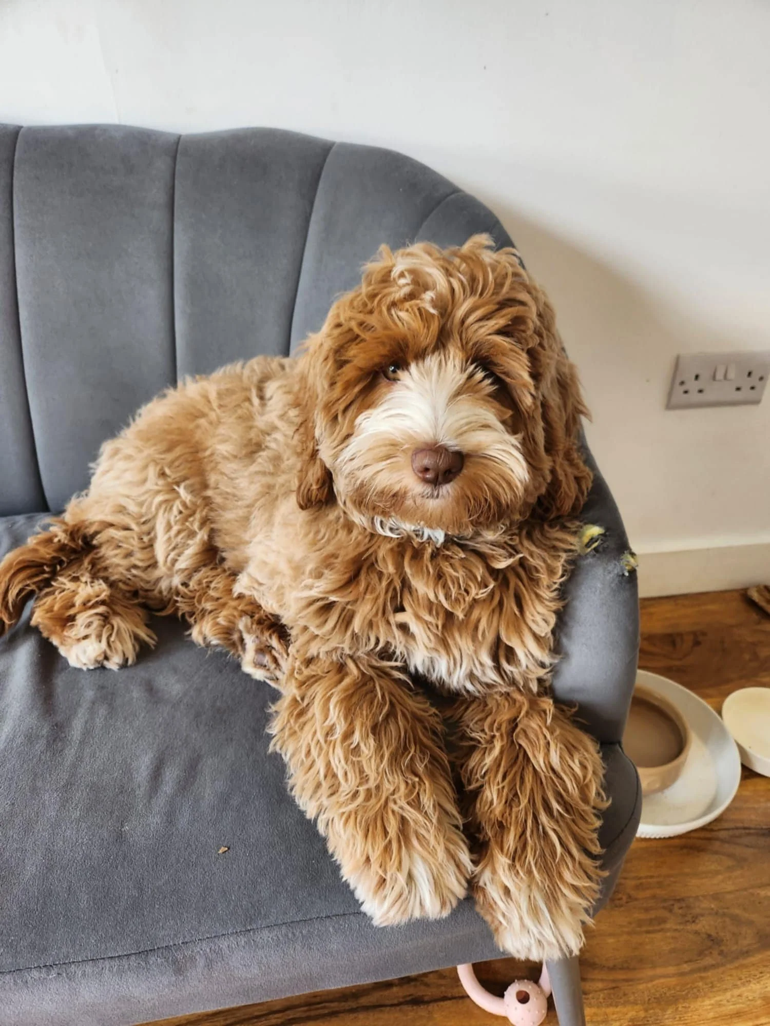 A fluffy, brown and white Labradoodle dog sits on a gray upholstered armchair, looking at the camera. The dog has curly fur and a gentle expression.