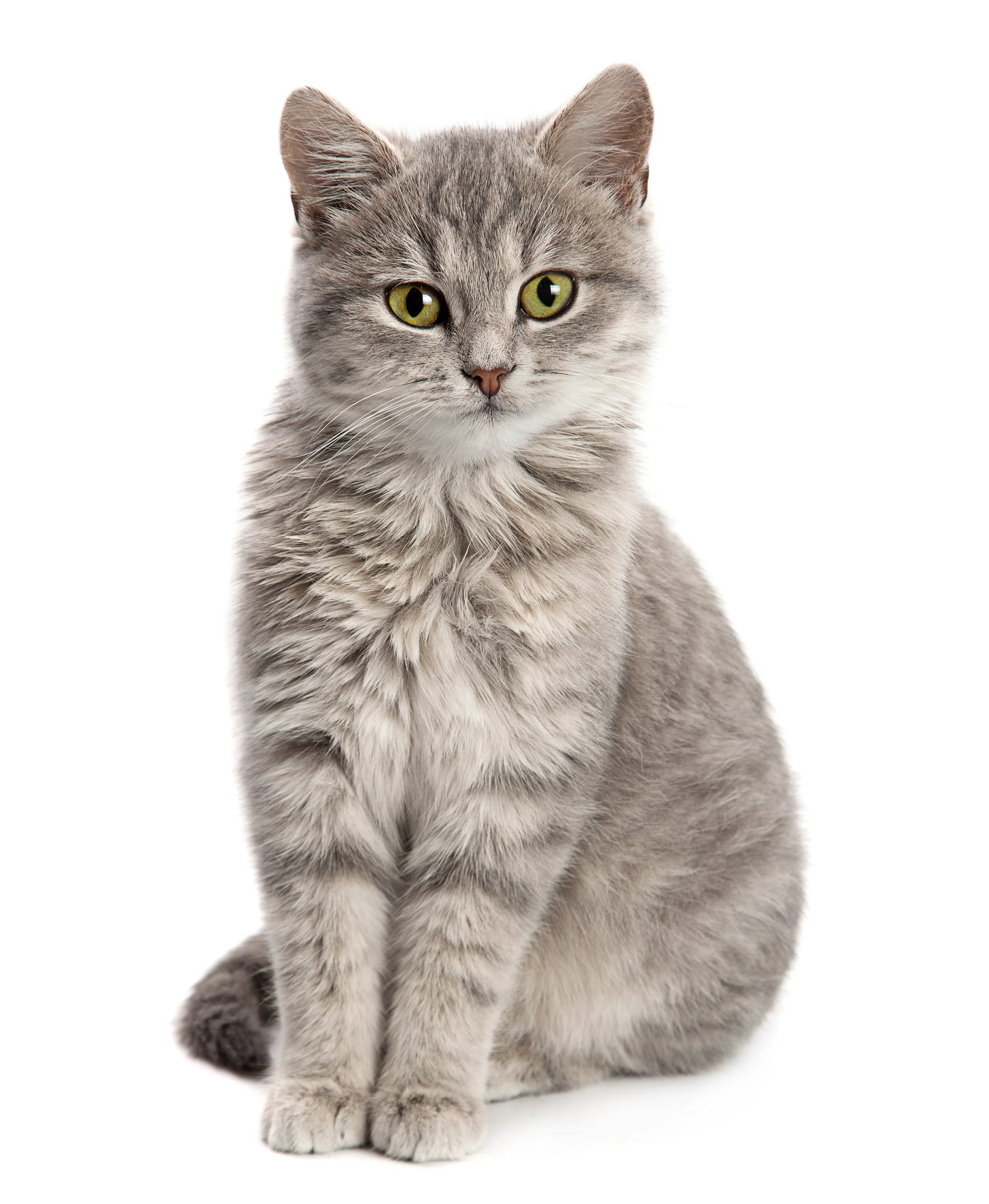 PARR Testing in Feline Gastrointestinal Disease: When Is It Truly Helpful?
