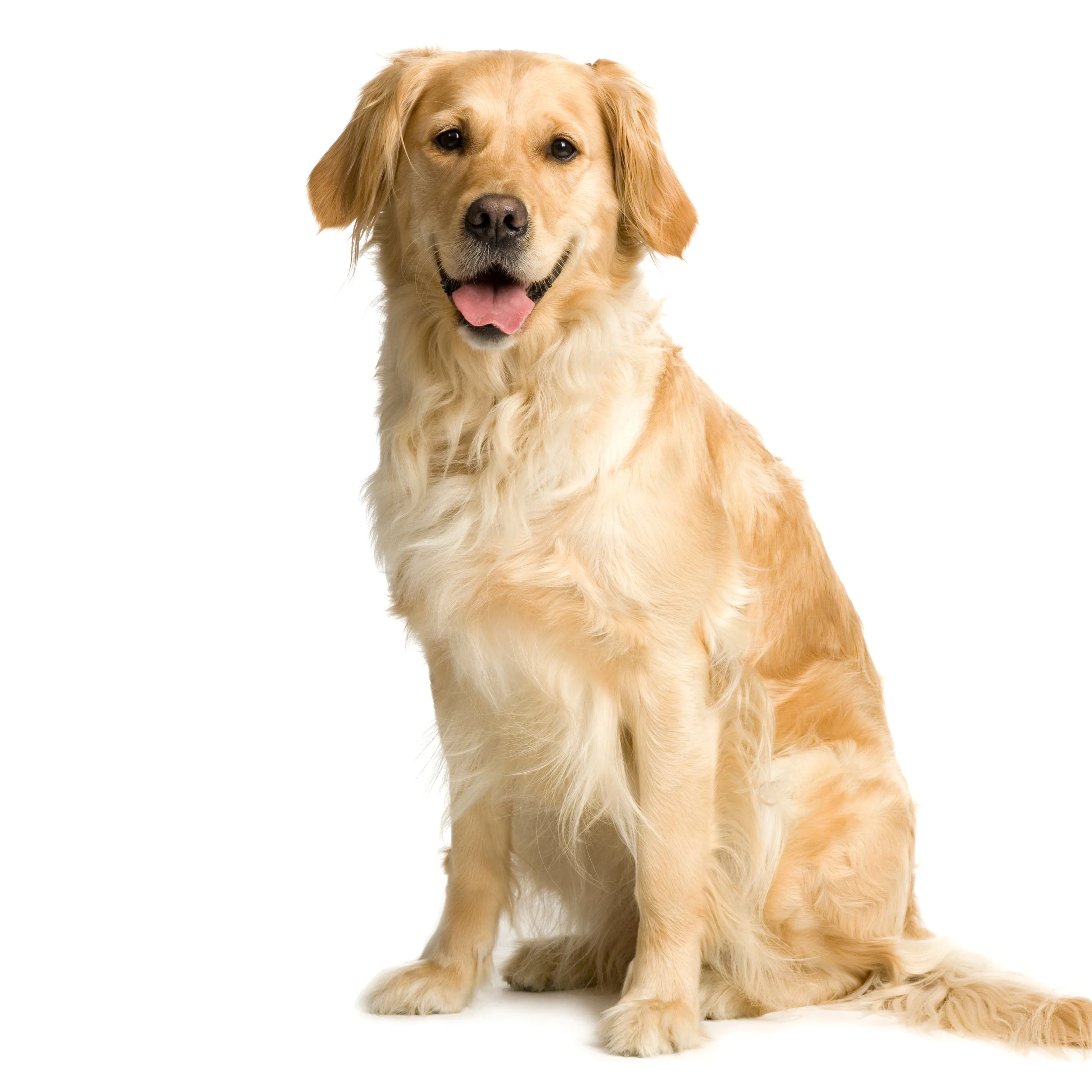 NGS in Veterinary Oncology: What's Commercially Available Now and Where It's Headed