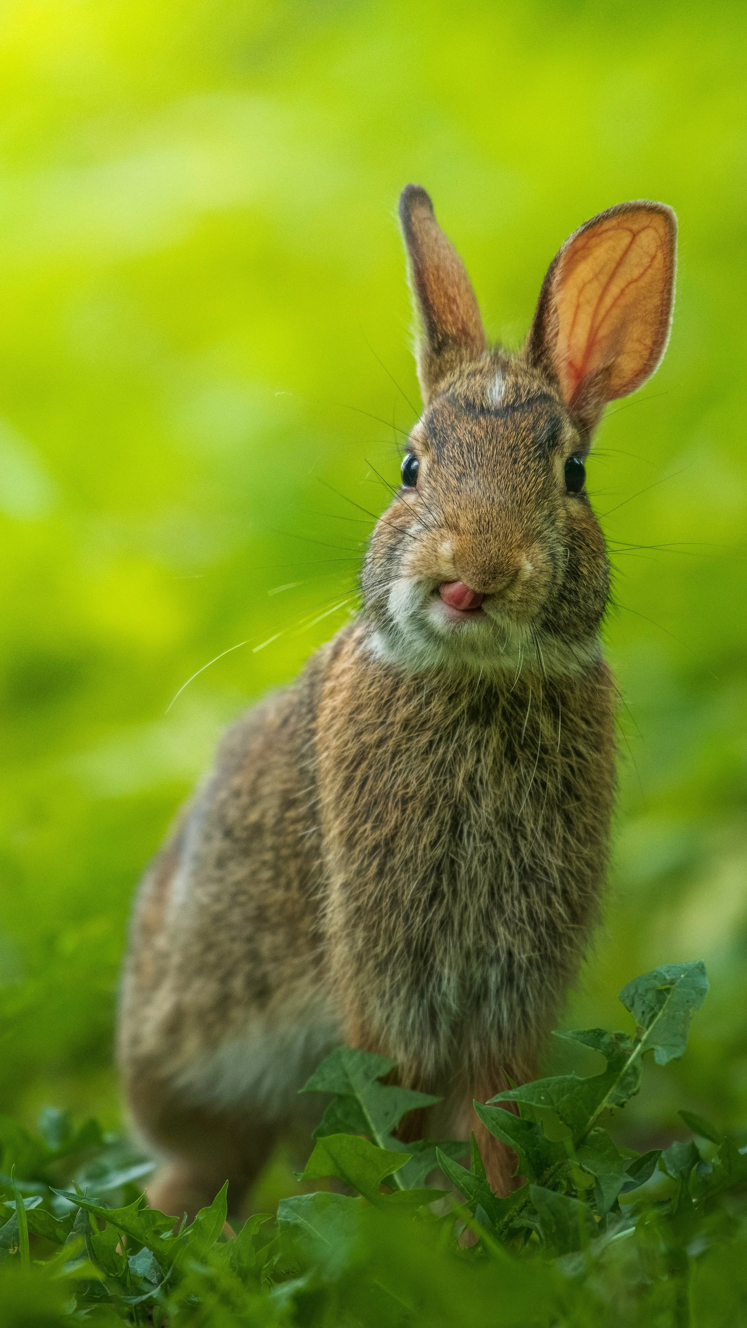 Encephalitozoon cuniculi in Rabbits: A Pathogen Your Patients Are Likely Already Carrying