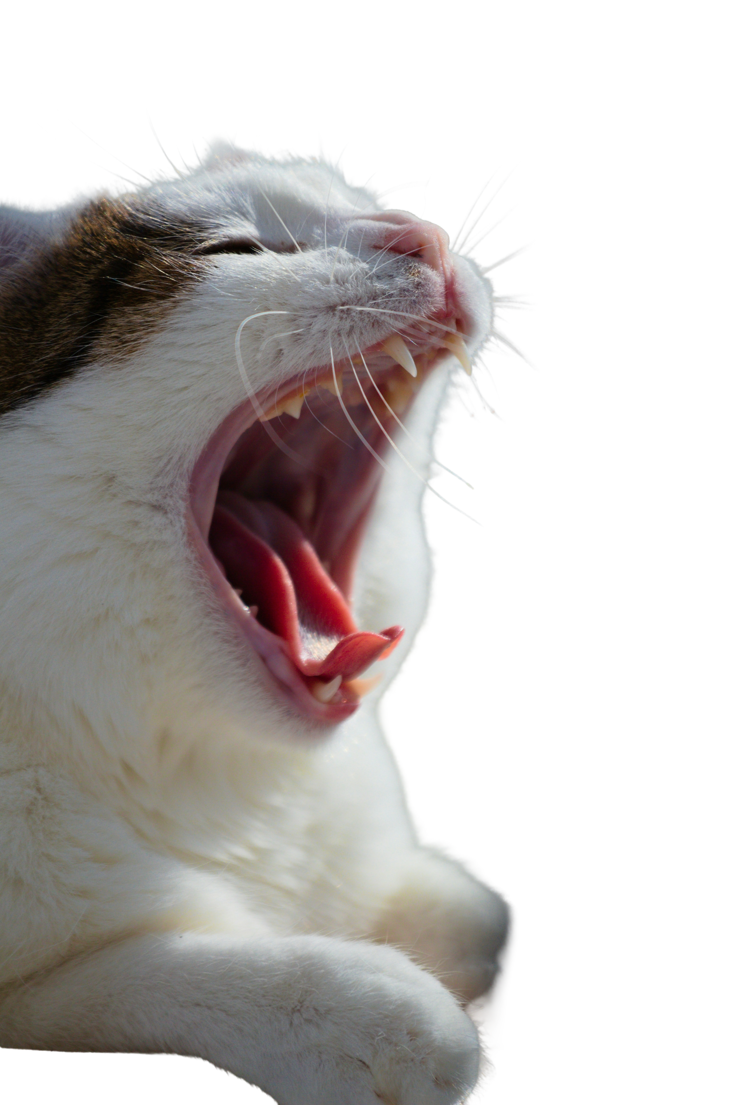 Feline Oral Squamous Cell Carcinoma: Why the Prognosis Is So Poor and What Histopathology Actually Contributes