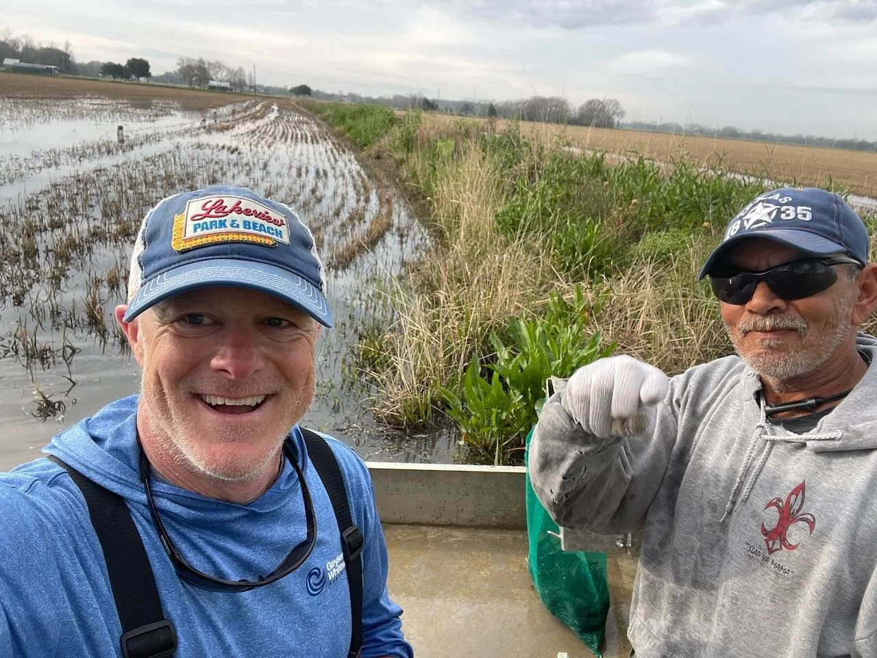 Crawfish farming, Ville Platte, 2024