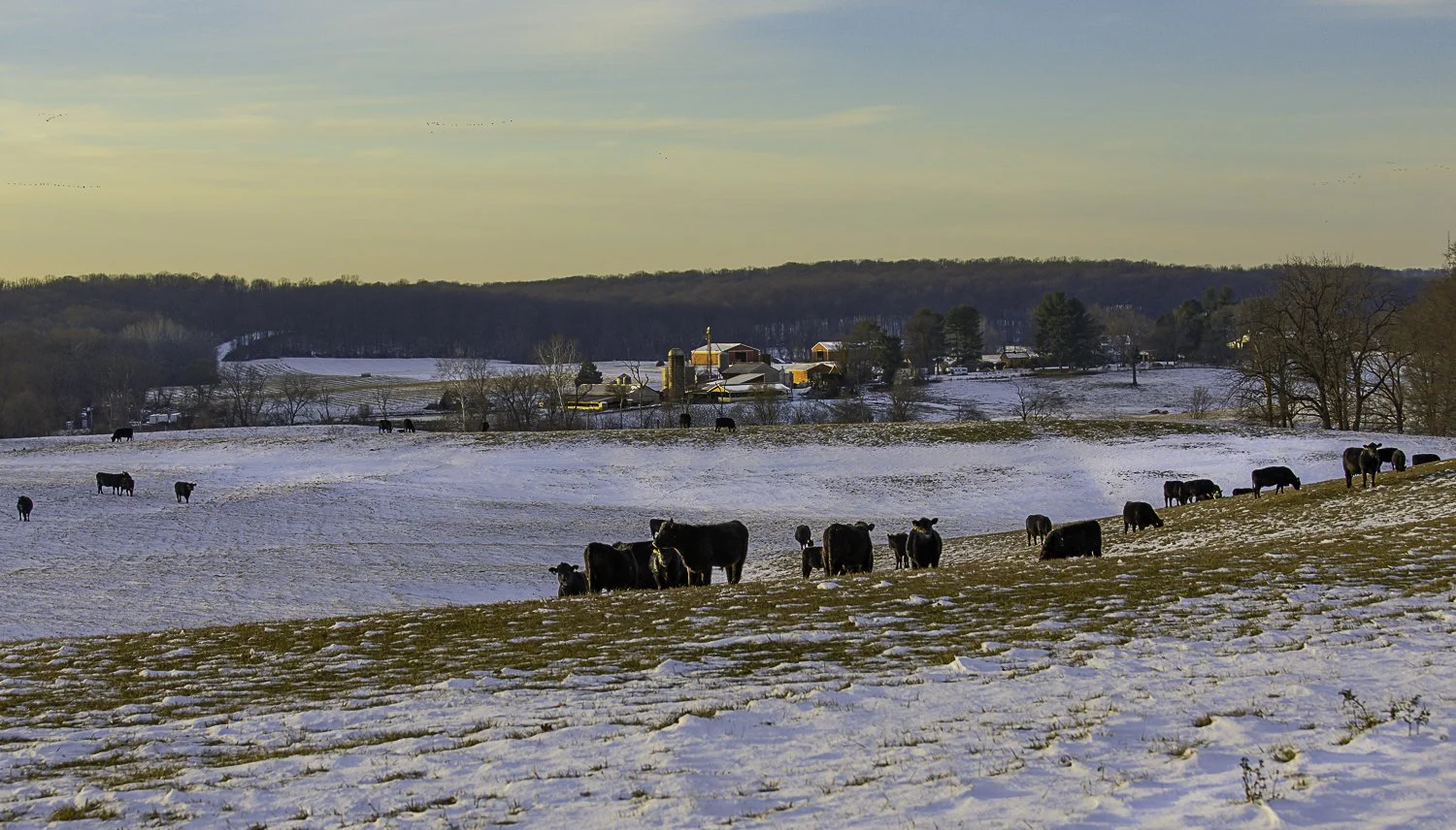 Clarksville_Cows in Snow on Farm Field_12-16-25-3-017.jpg