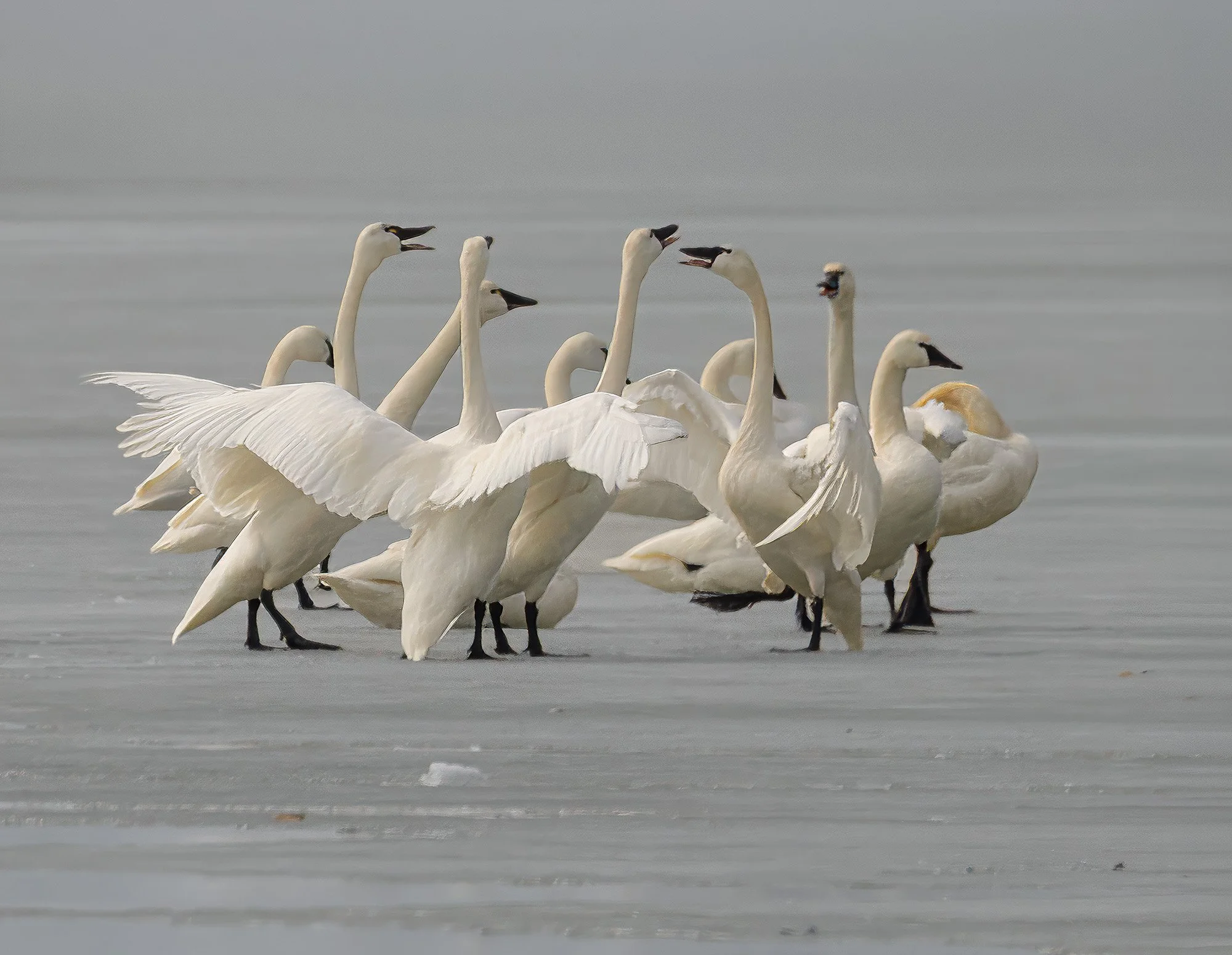 Fairbanks Winter_Tundra Swans_2-15-26-9-The Conversation.jpg
