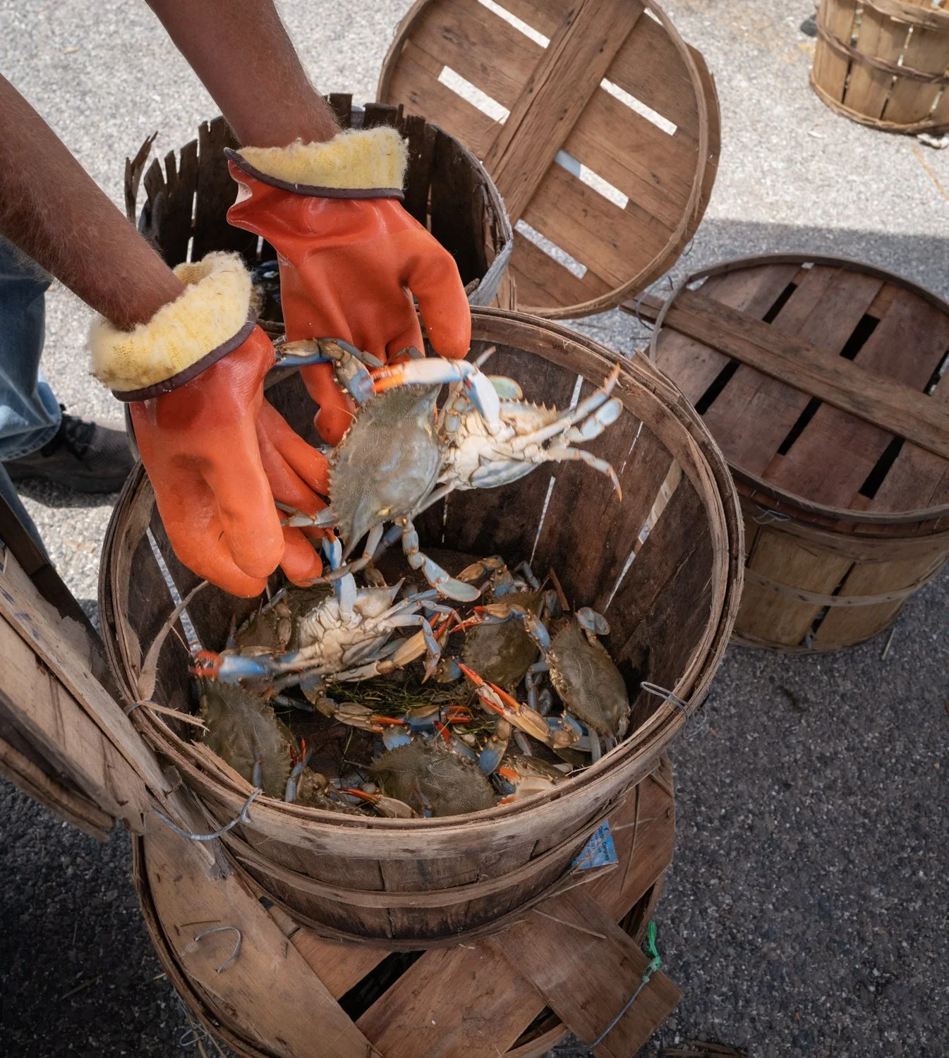 Dogwood Harbor Watermen Sorting Crabs_6.jpg