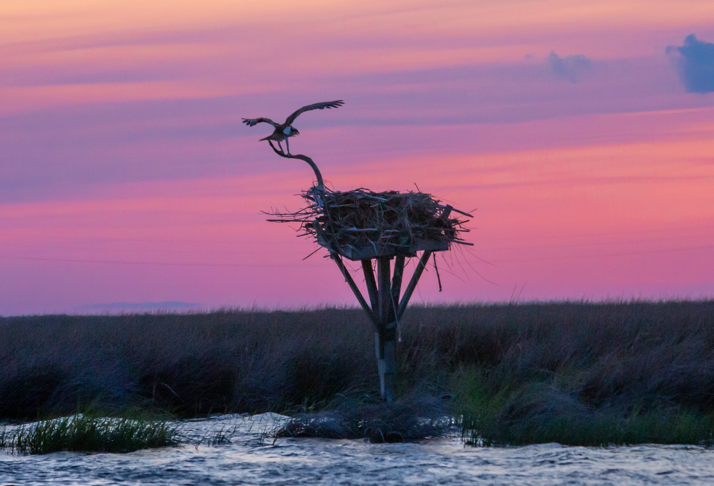 Smith Island-Osprey in Nest at Sunset_20-7.jpg