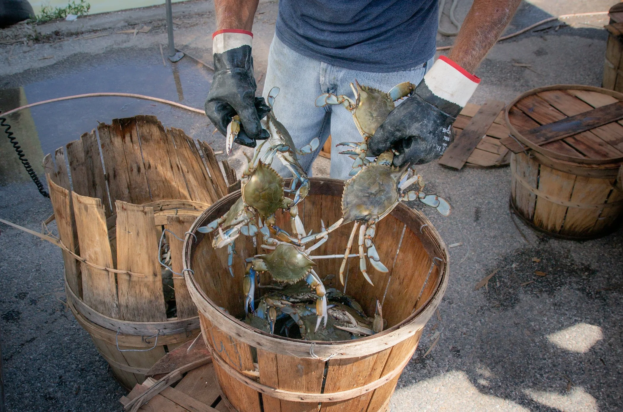 Dogwood Harbor Watermen_Pat sorting 2crabs.jpg