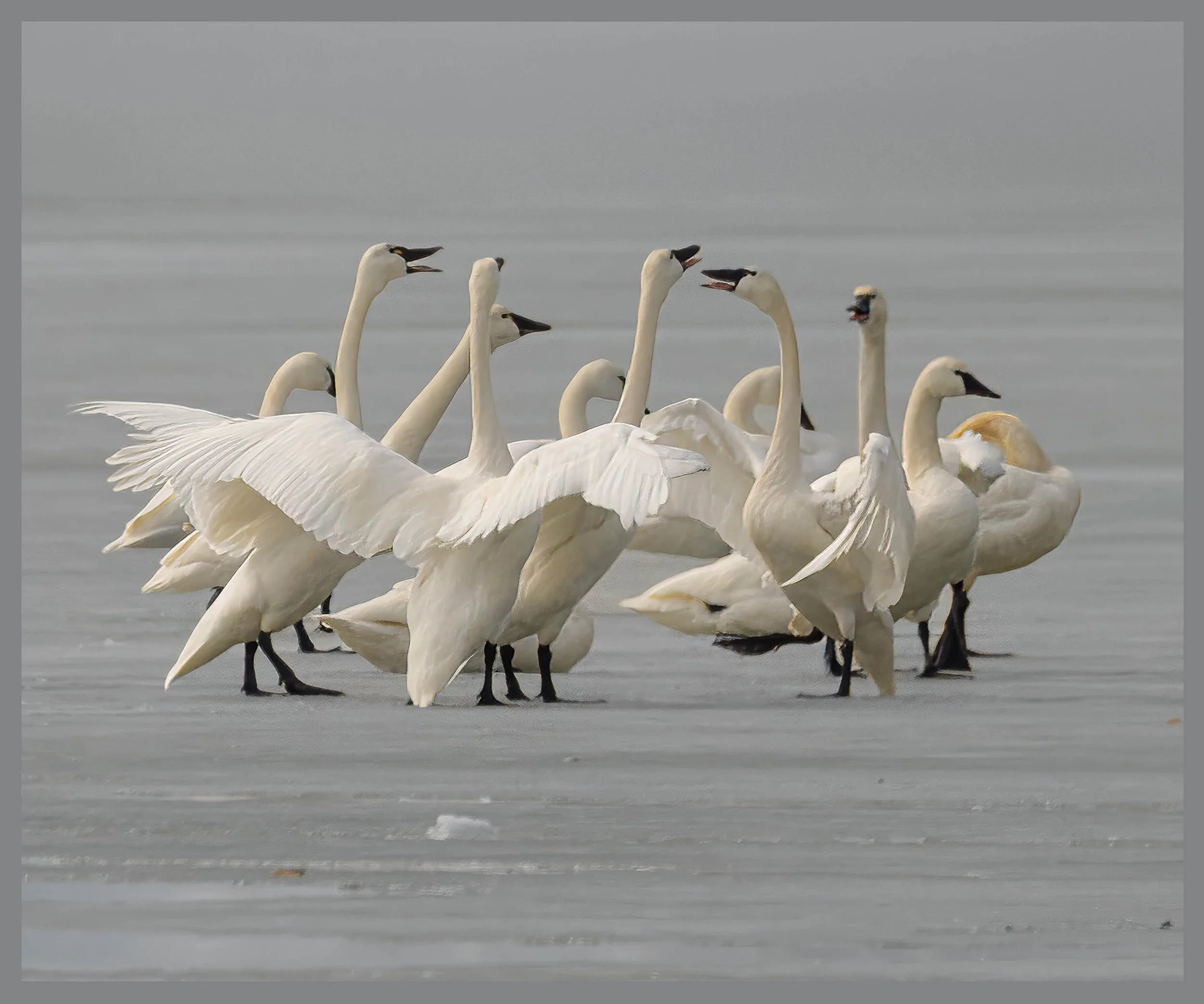 BIRDS