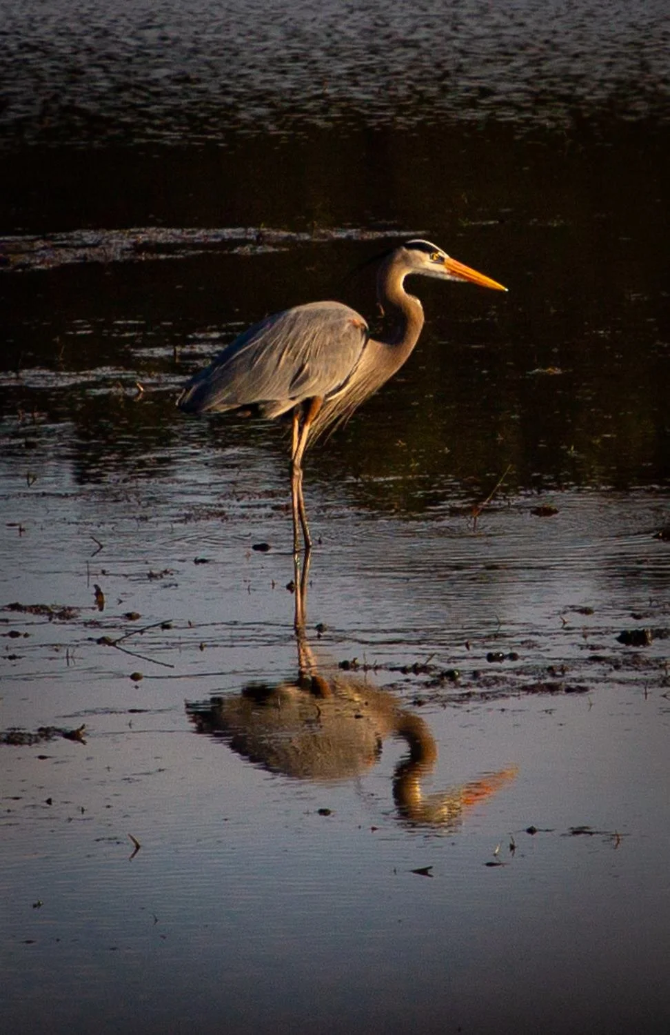 heron copy.jpg