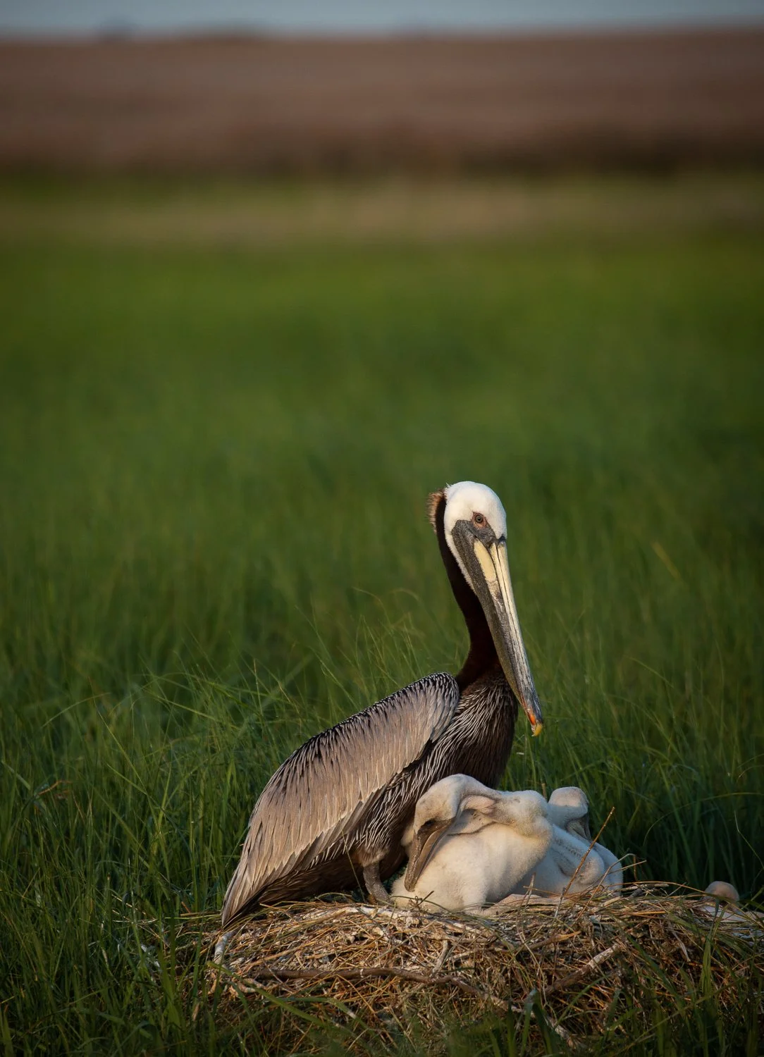 Smith Island_Pelicans (5 copy.jpg
