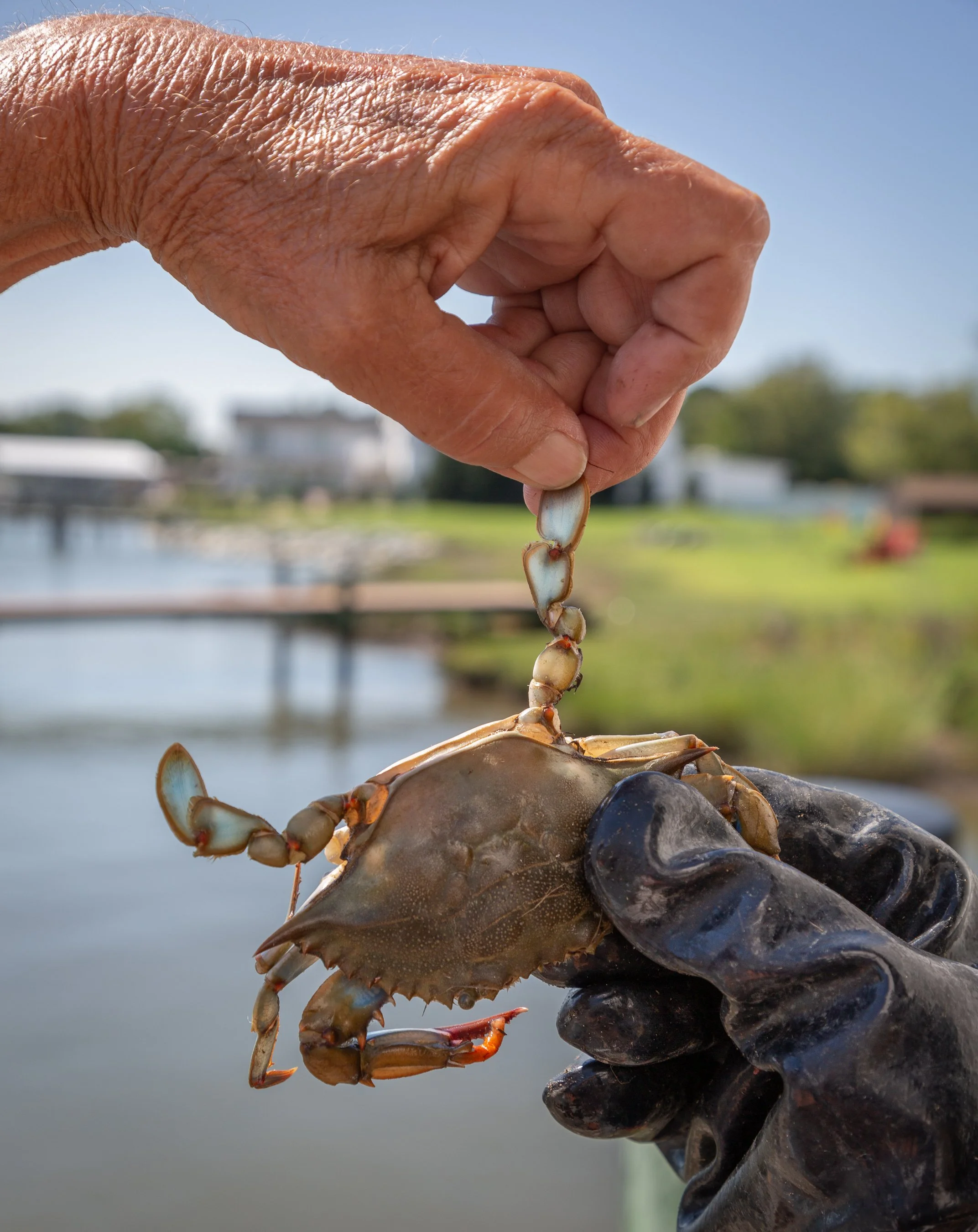 2021_Crabs at Dogwood-soft shell leg (1 of 1) copy.jpg