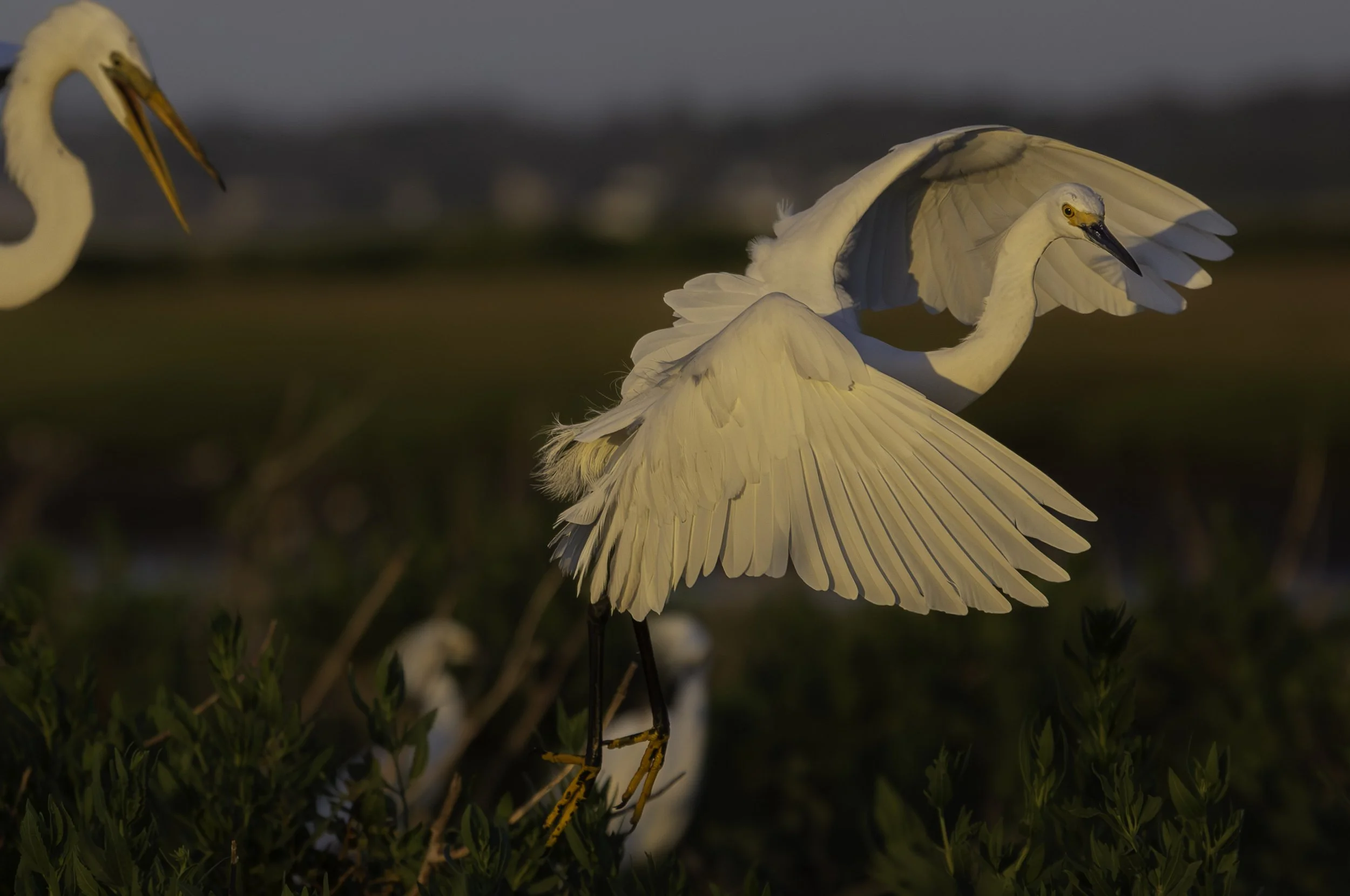 358-4-Chincoteague Island Egret Fly By copy 2.jpg