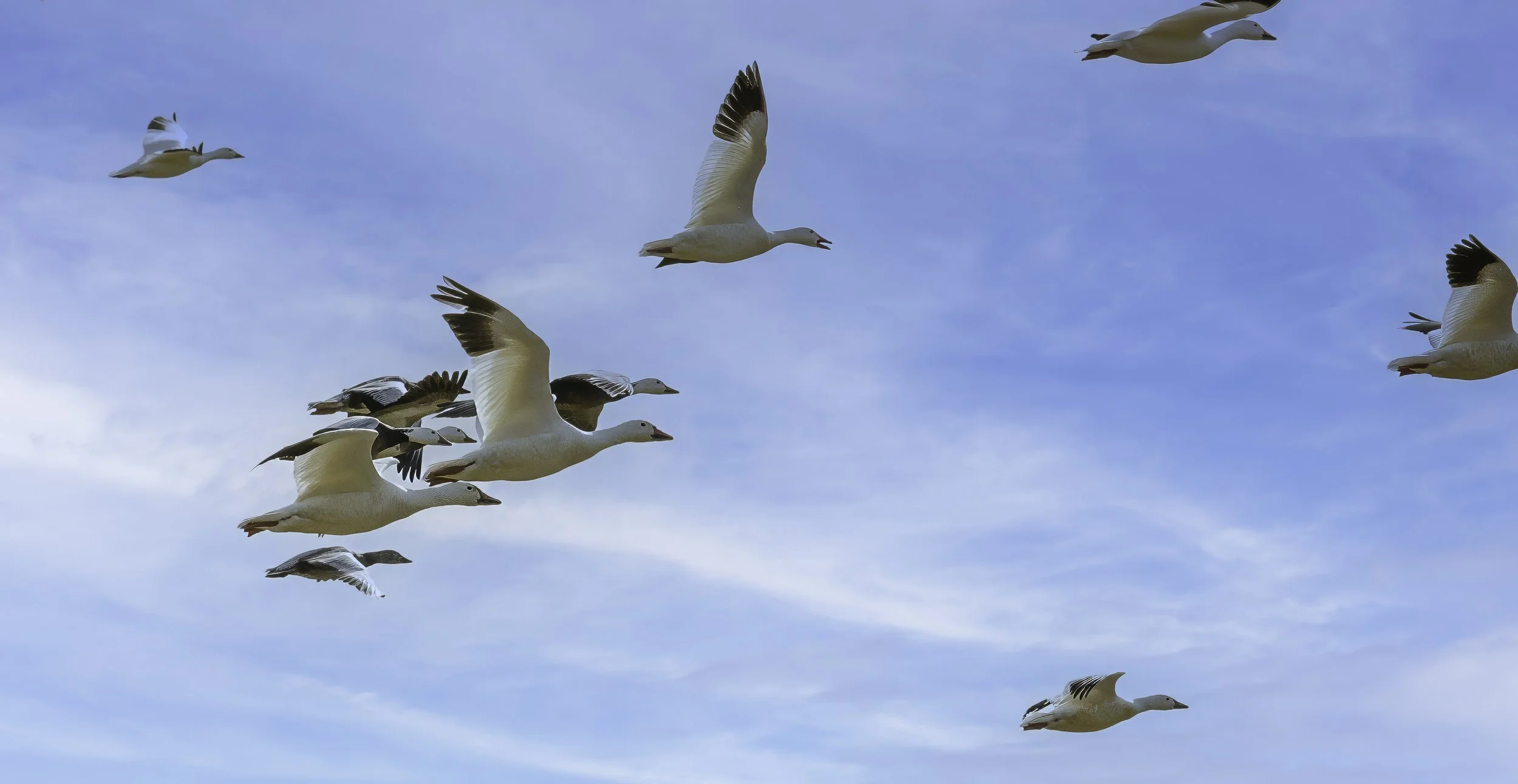 Blackwater_Revised Snow Geese Flying_REV2-.jpg