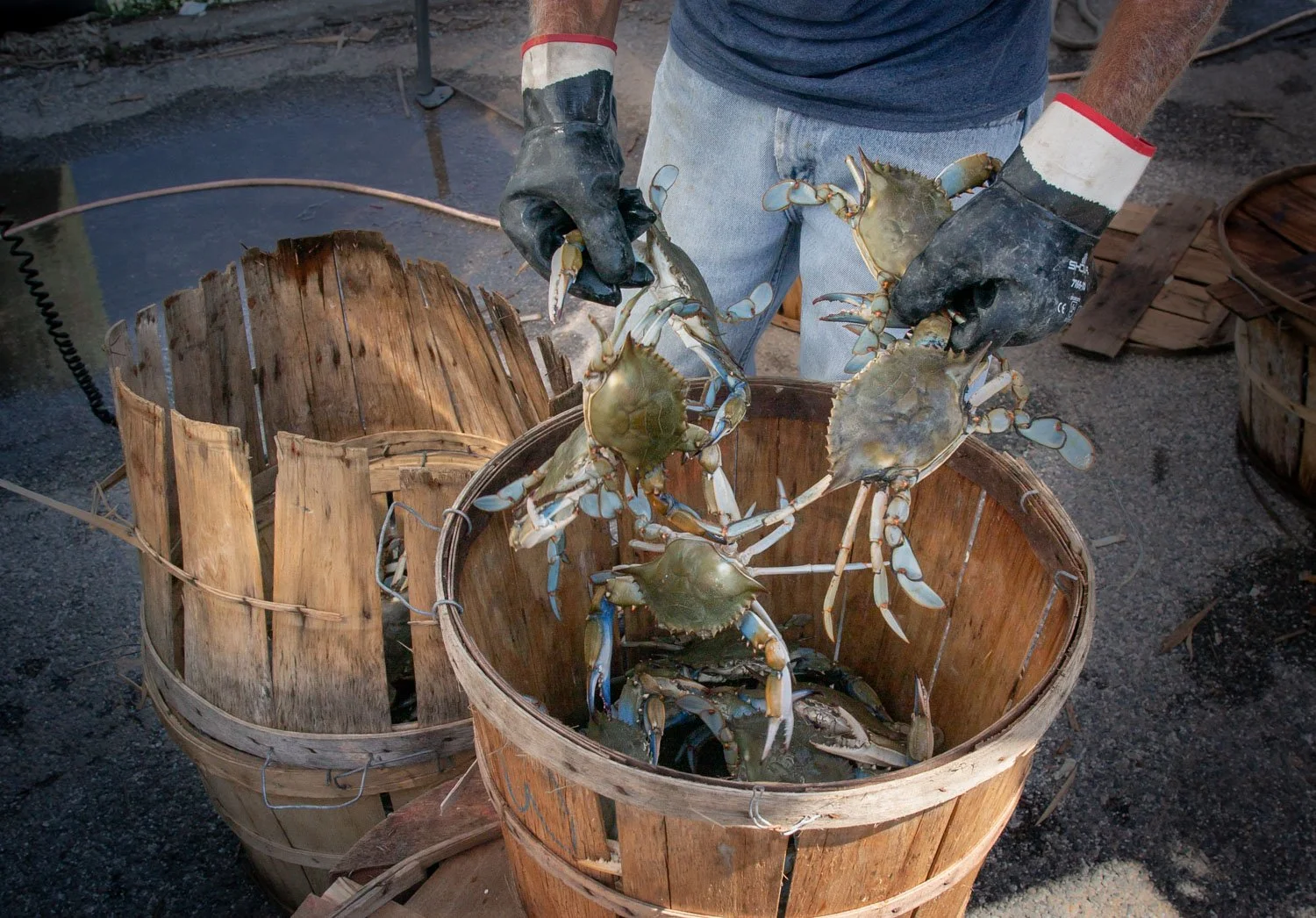 358-2_Sorting Crabs in Dogwood Harbor, Tilghman Island.jpg