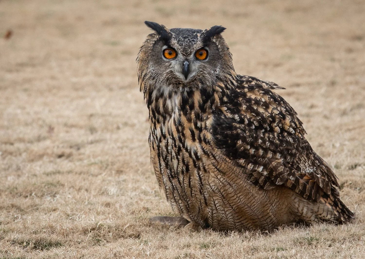Waterfowl Owl.jpg