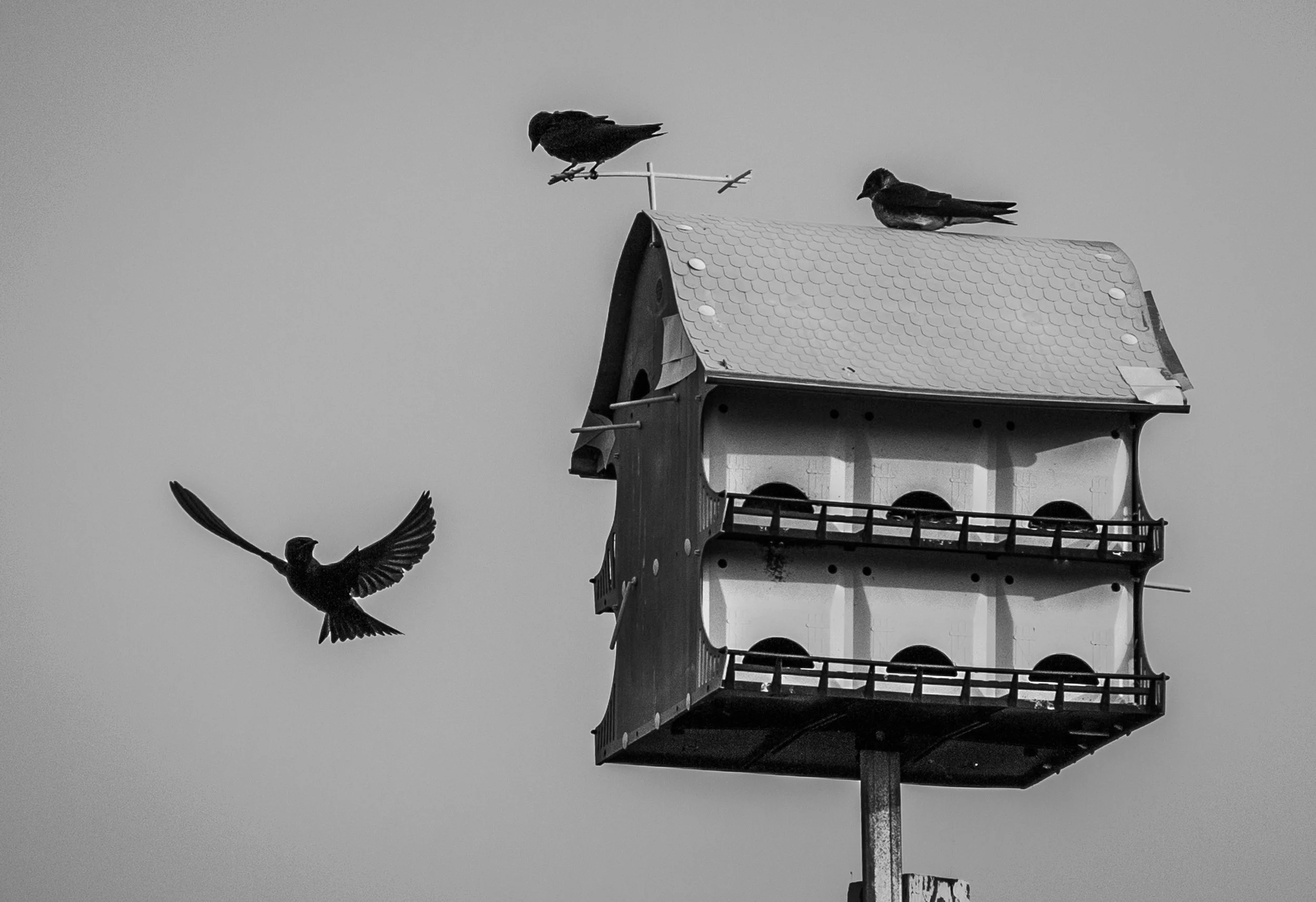 birdhouse fly (1 of 1) copy.jpg