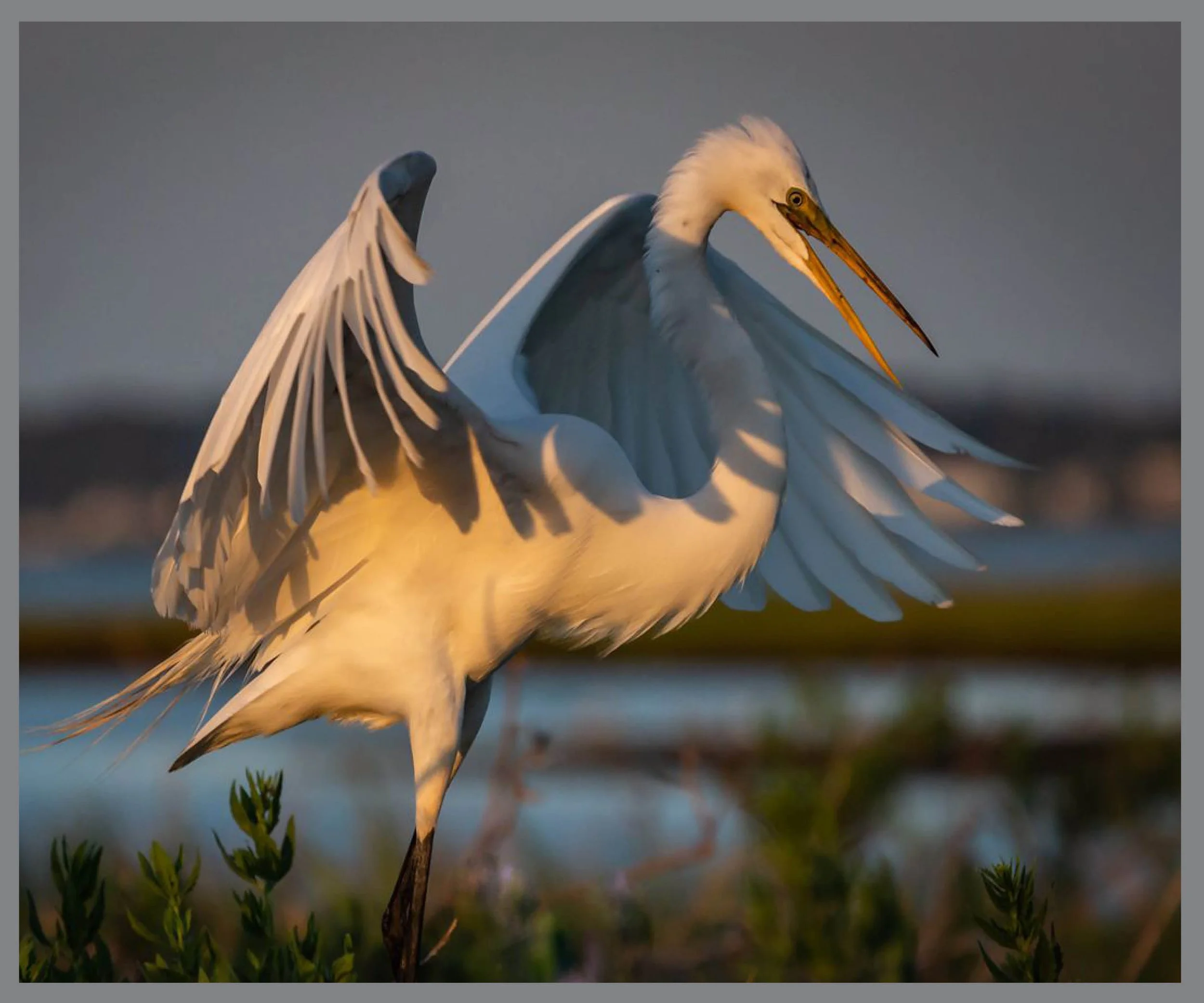 Sunset Egret_Web site Cover Grid.jpg