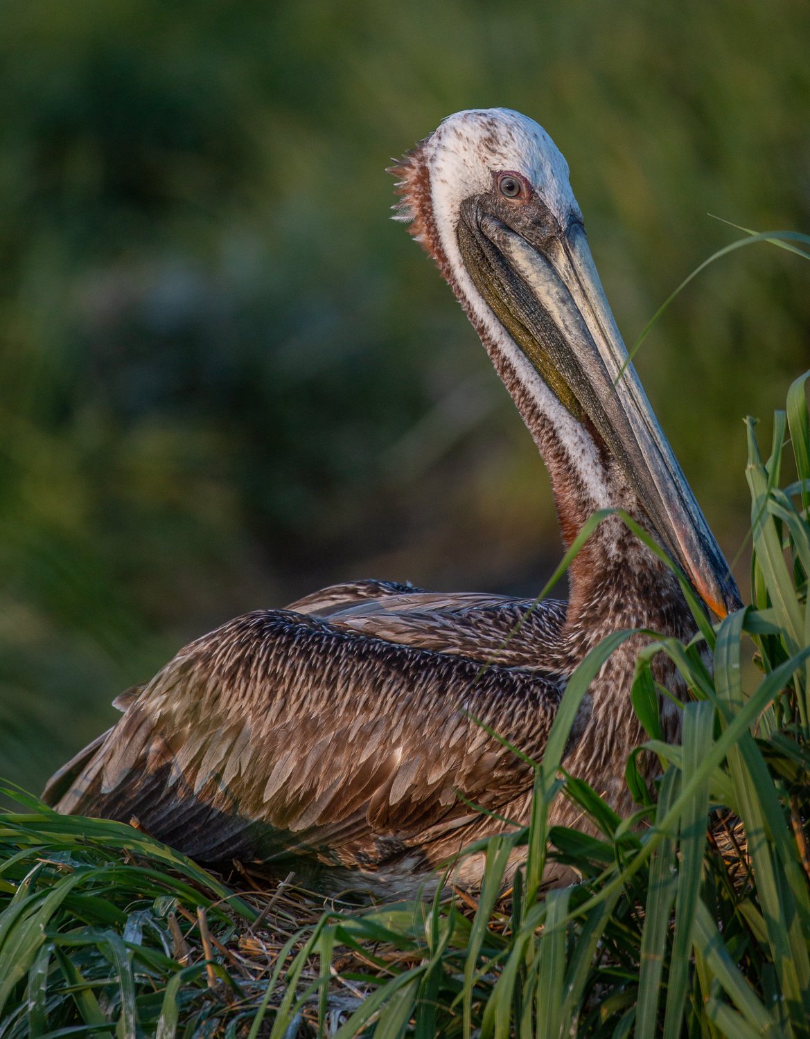 Smith Island_Pelicans 1 copy.jpg