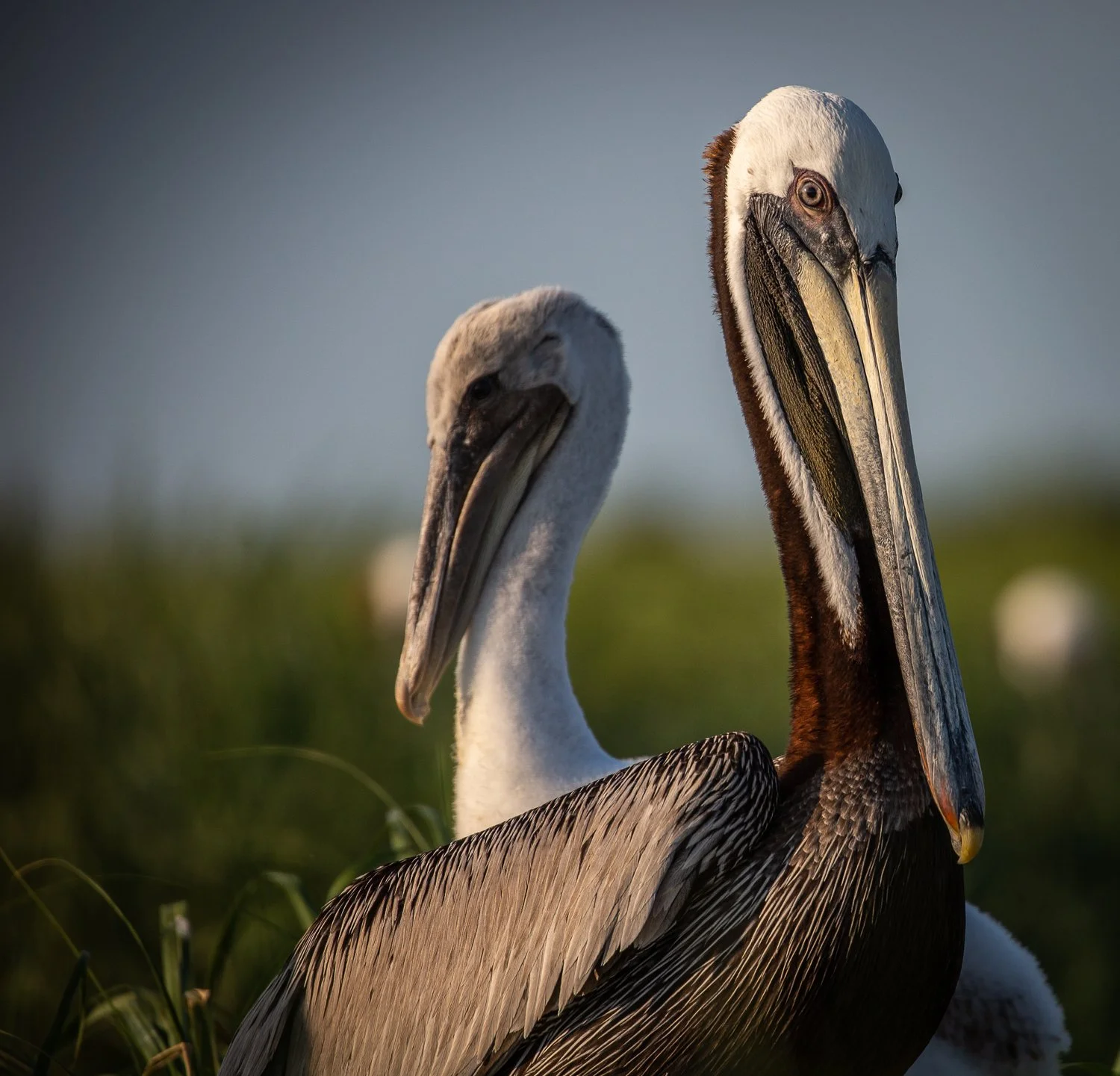 Smith Island_Pelicans (1 of 1) copy.jpg